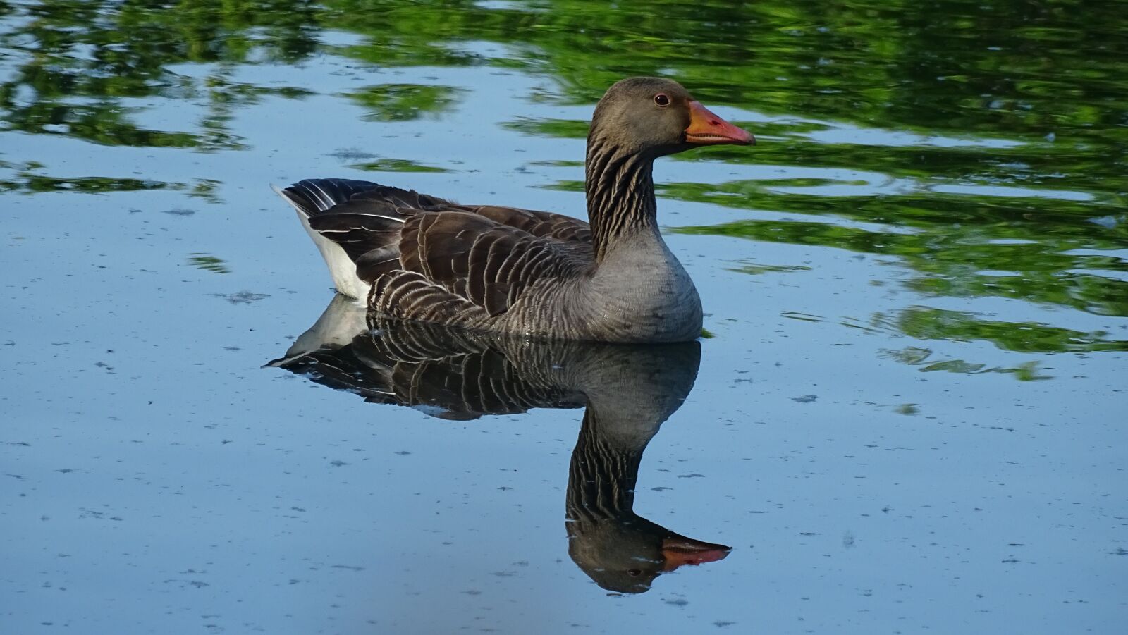 Sony DSC-HX60 sample photo. Wild, goose, bird photography