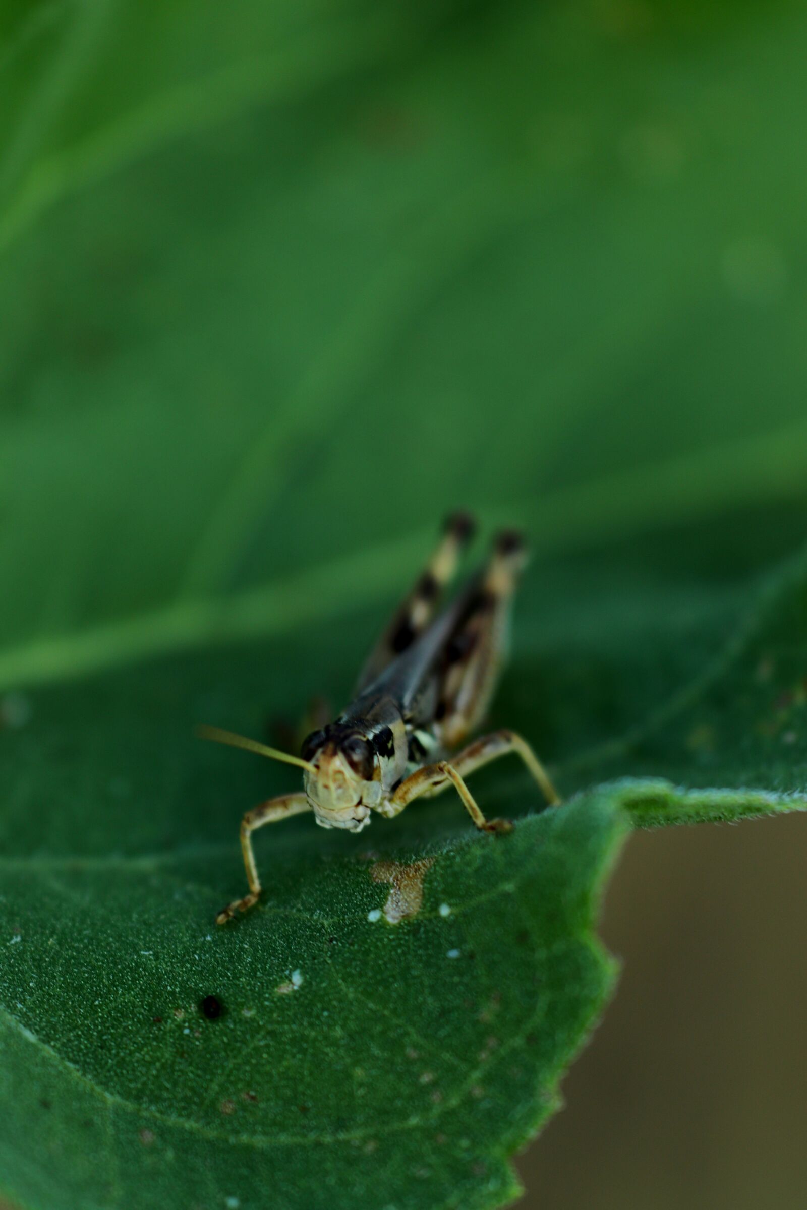 Canon EOS 200D (EOS Rebel SL2 / EOS Kiss X9) sample photo. Grasshopper, insect, nature photography