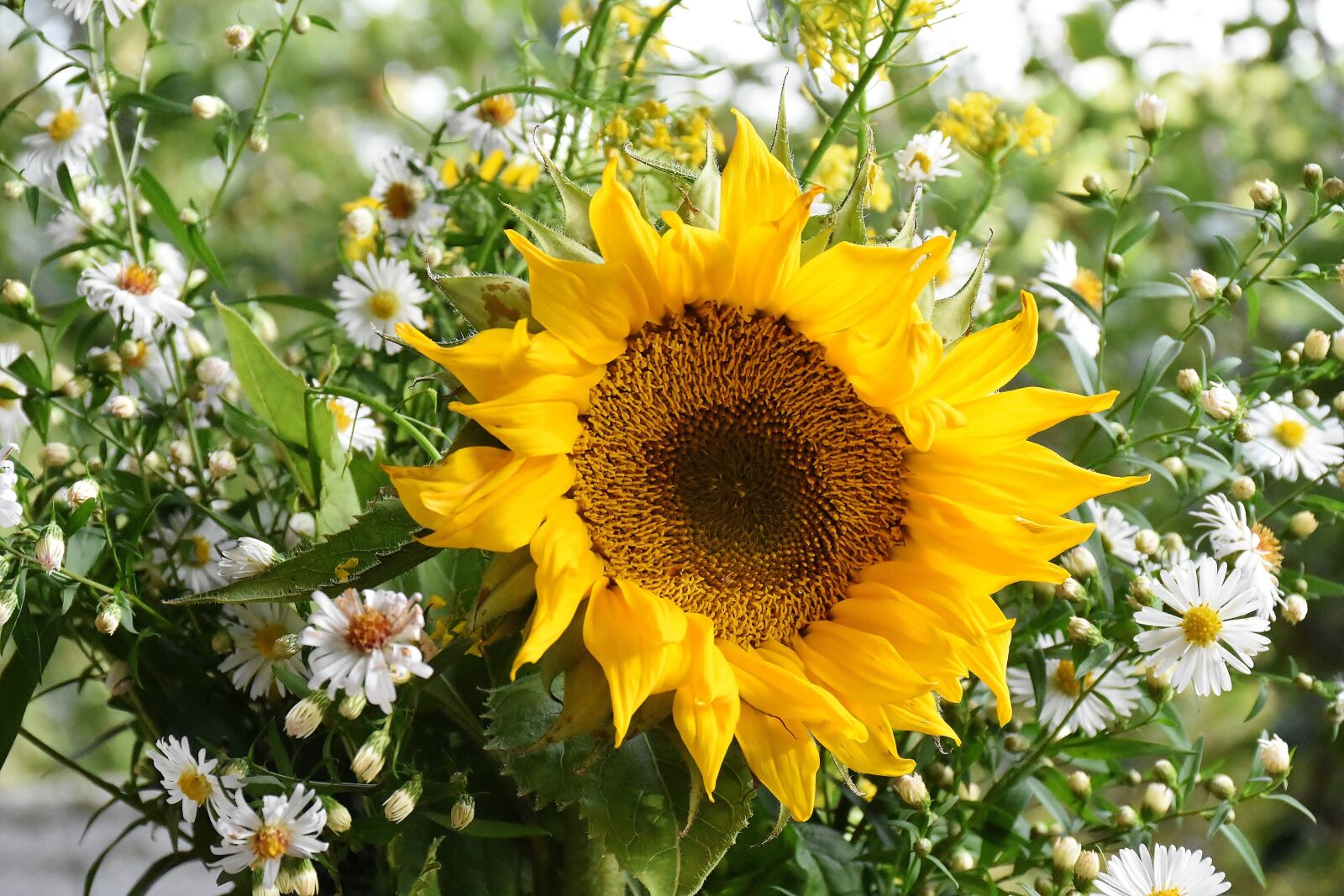 Nikon D7200 sample photo. Sunflower, yellow, petal photography