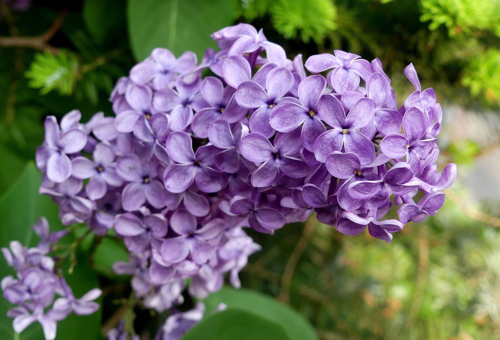 Panasonic Lumix DMC-FZ300 sample photo. Lilac, purple, spring photography
