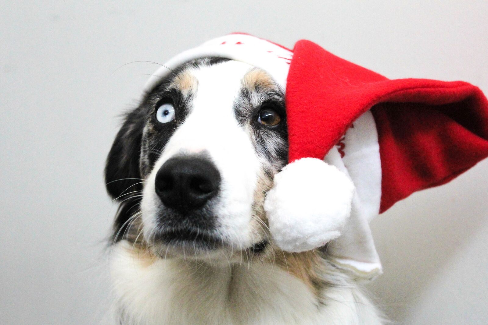 Canon EOS 1200D (EOS Rebel T5 / EOS Kiss X70 / EOS Hi) sample photo. Christmas, puppy, dog photography