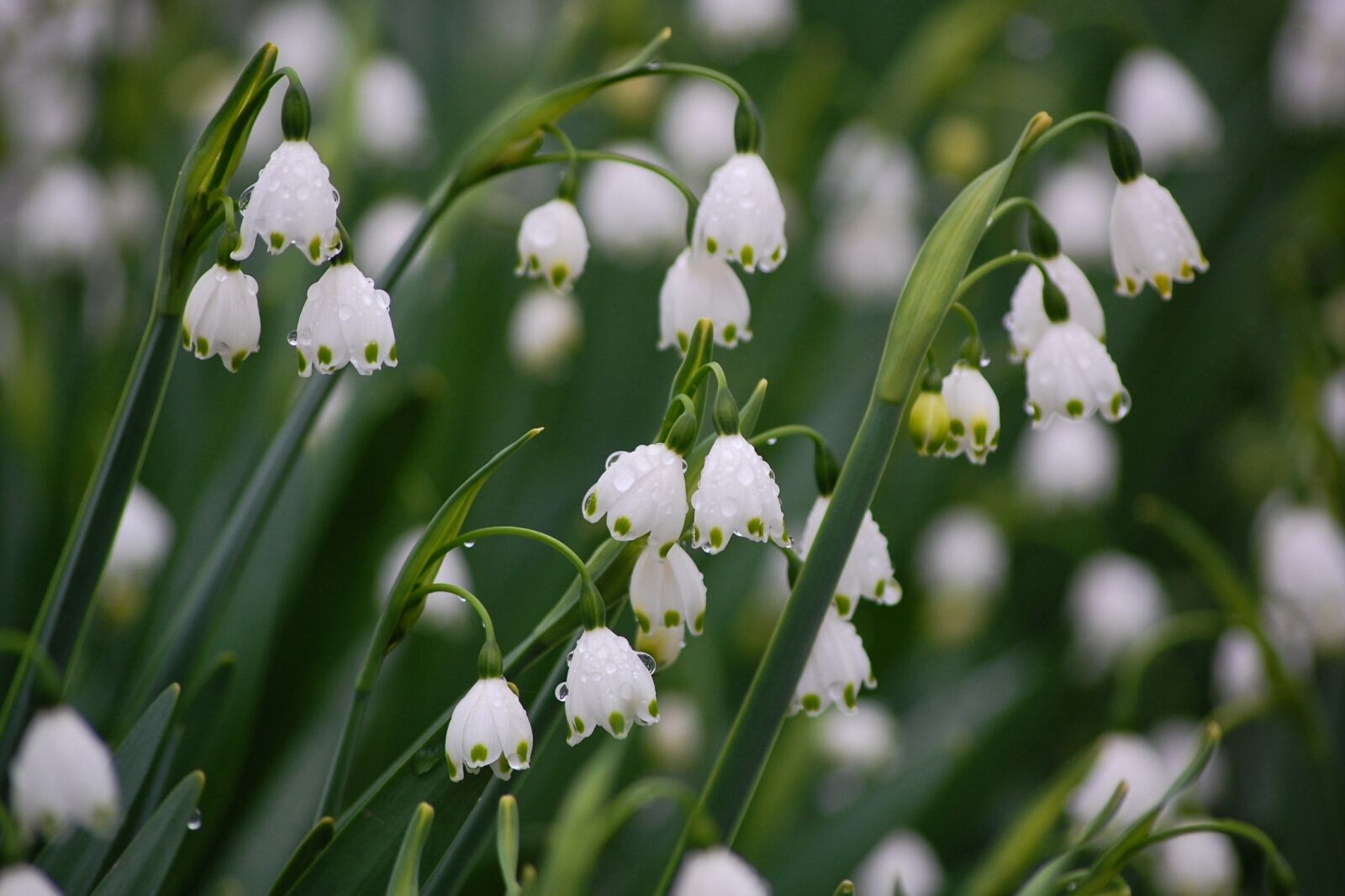 Nikon D40 sample photo. Japan, natural, plant photography