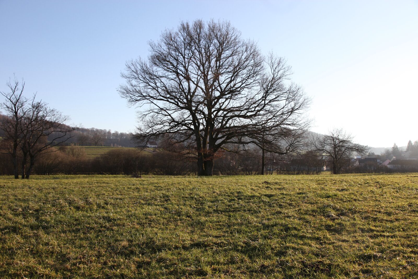Canon EOS 5D Mark II sample photo. Tree, oak, nature photography