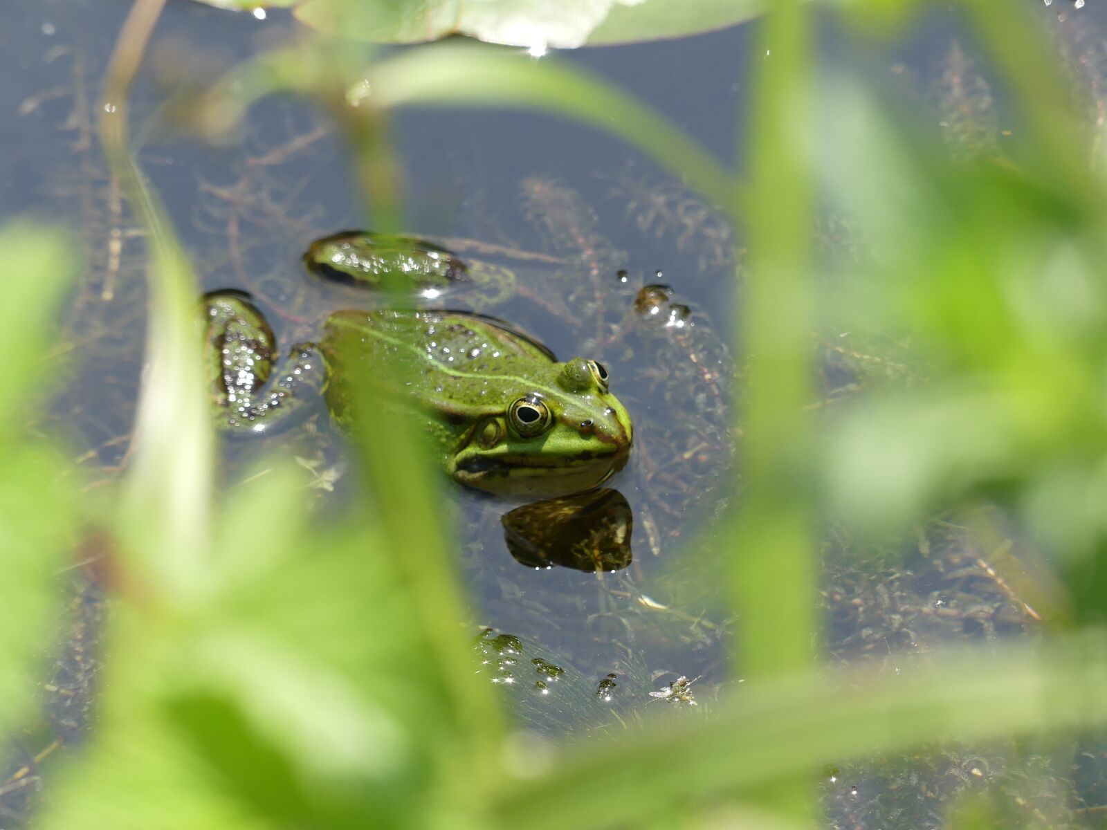 Panasonic Lumix DMC-FZ300 sample photo. Frog, pond, water frog photography