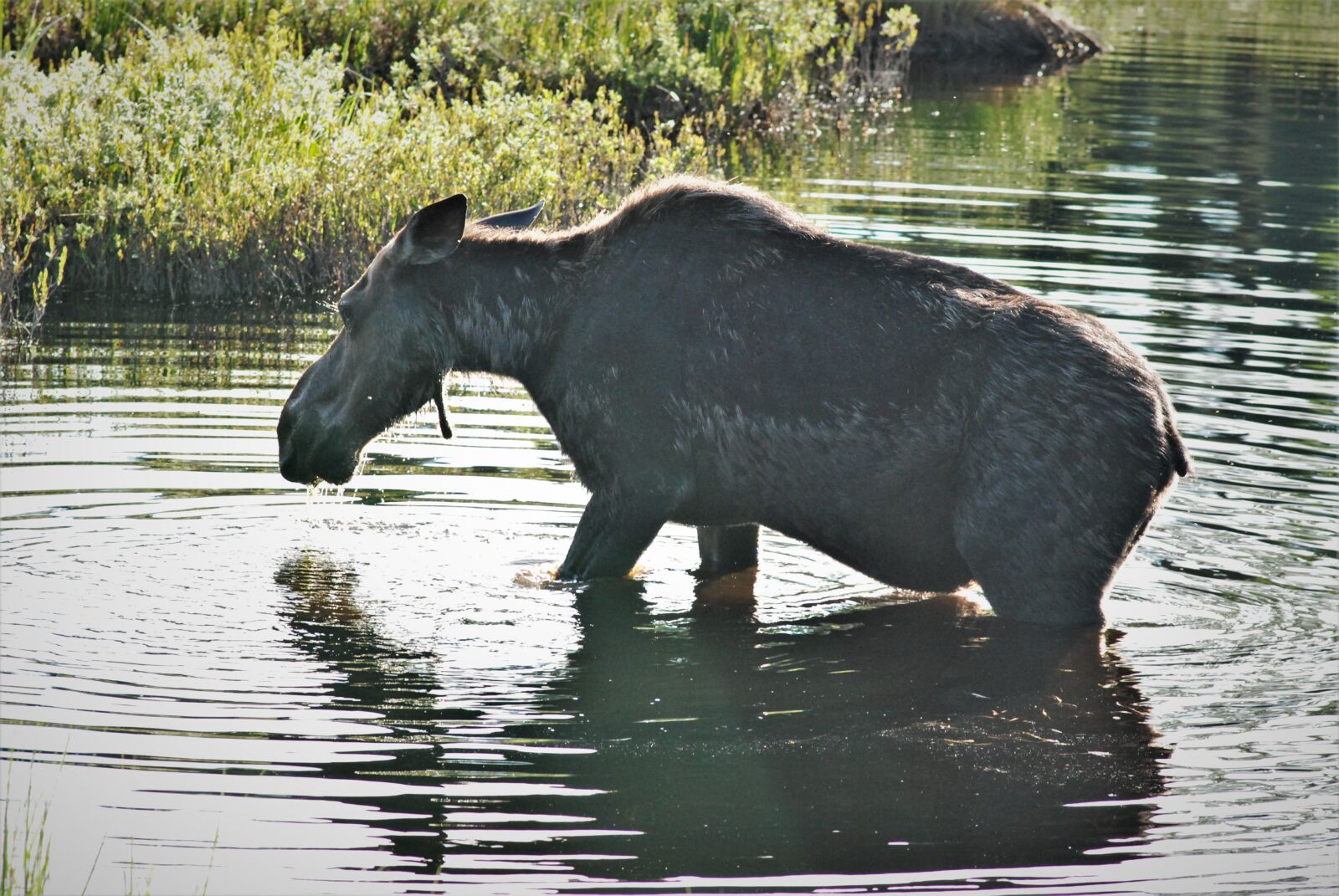 Nikon D80 sample photo. Moose, getting old is photography