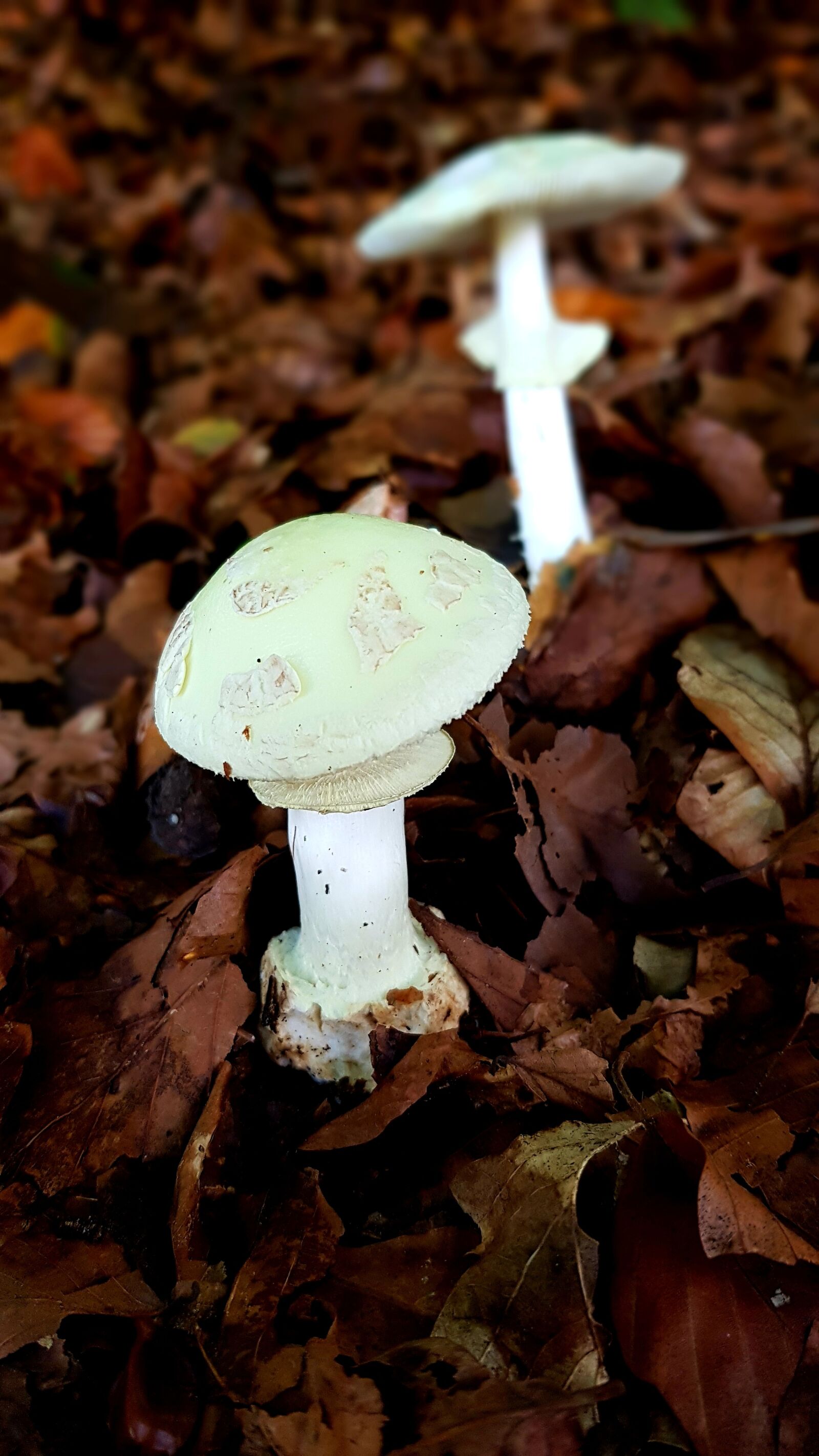Samsung Galaxy S7 Edge sample photo. Green toadstool, fatal, toxic photography