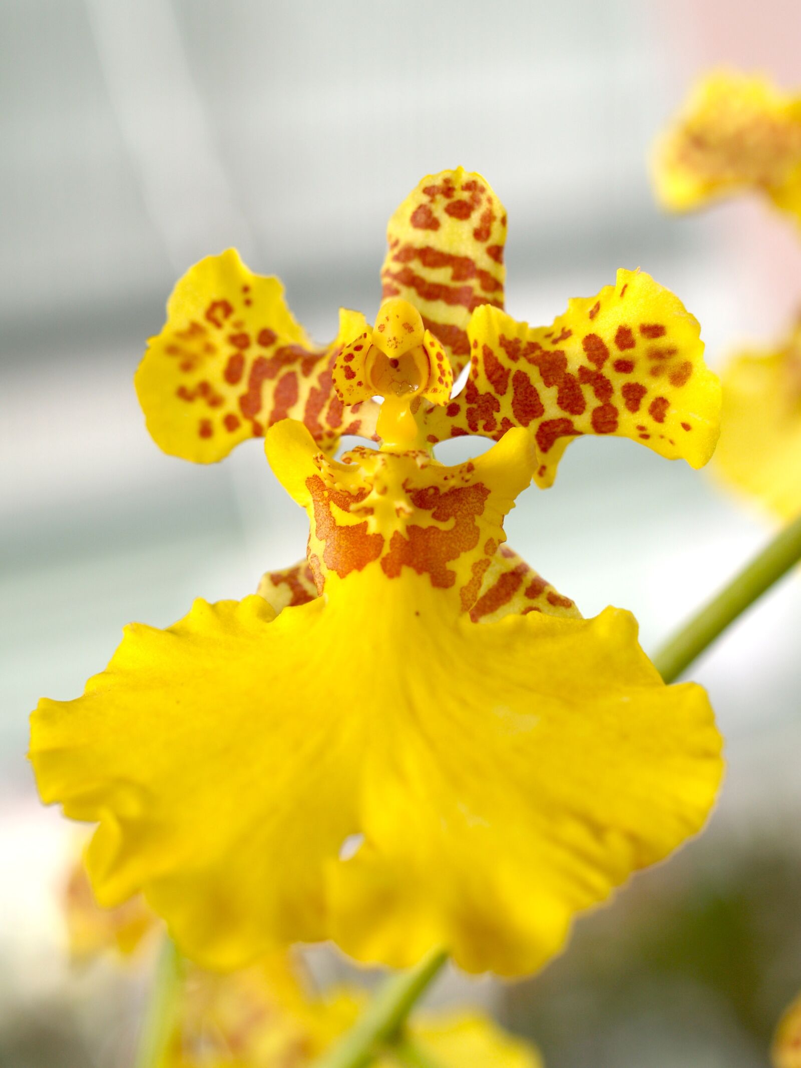 Olympus E-300 (EVOLT E-300) sample photo. Orchid, flower, bright photography