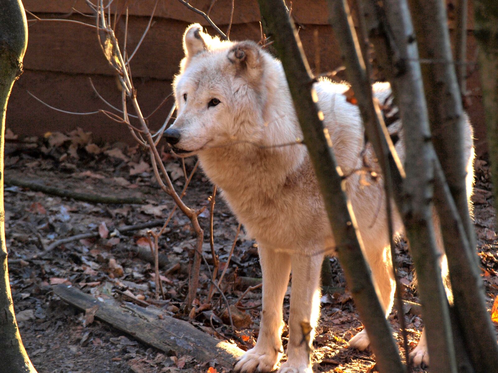Olympus E-420 (EVOLT E-420) sample photo. Nature, wood, mammal photography