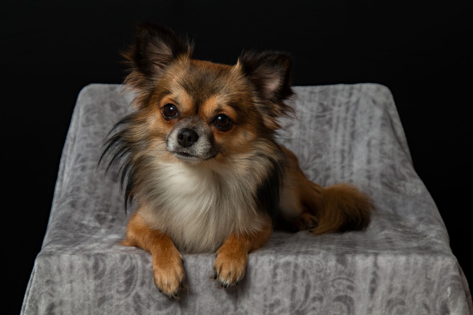 Canon EOS 70D sample photo. Chihuahua, dog, small photography