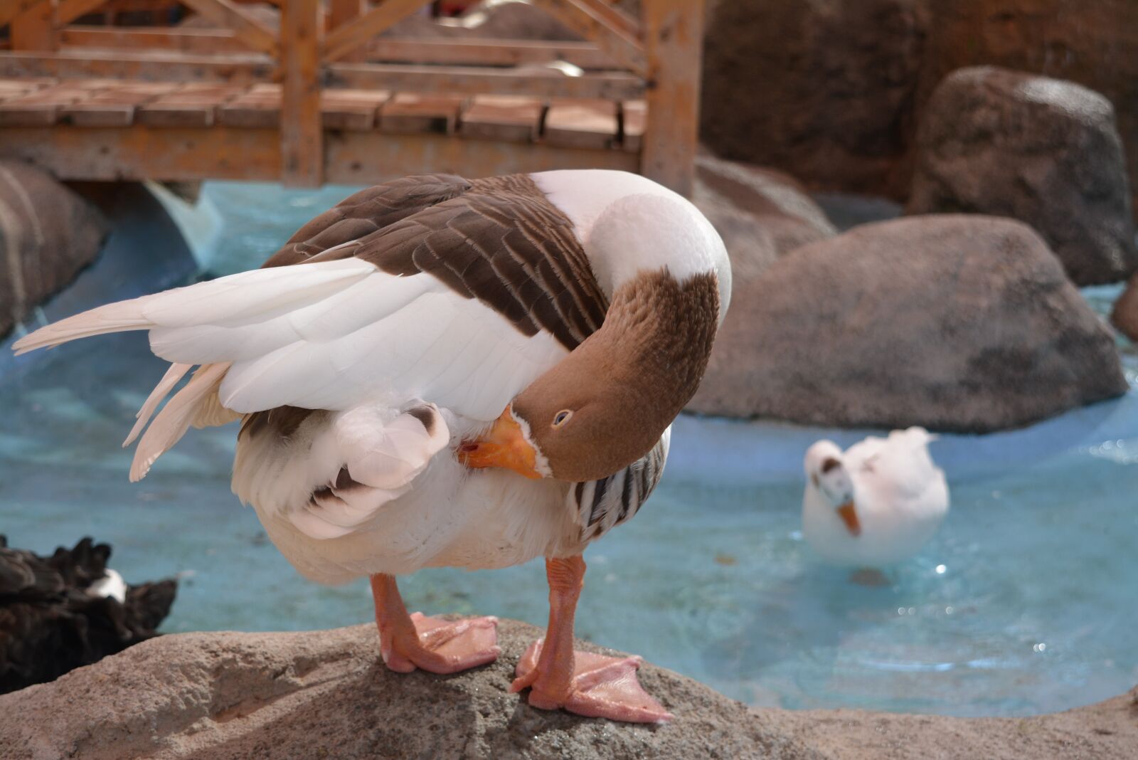 Nikon D5200 sample photo. Duck, water, nature photography