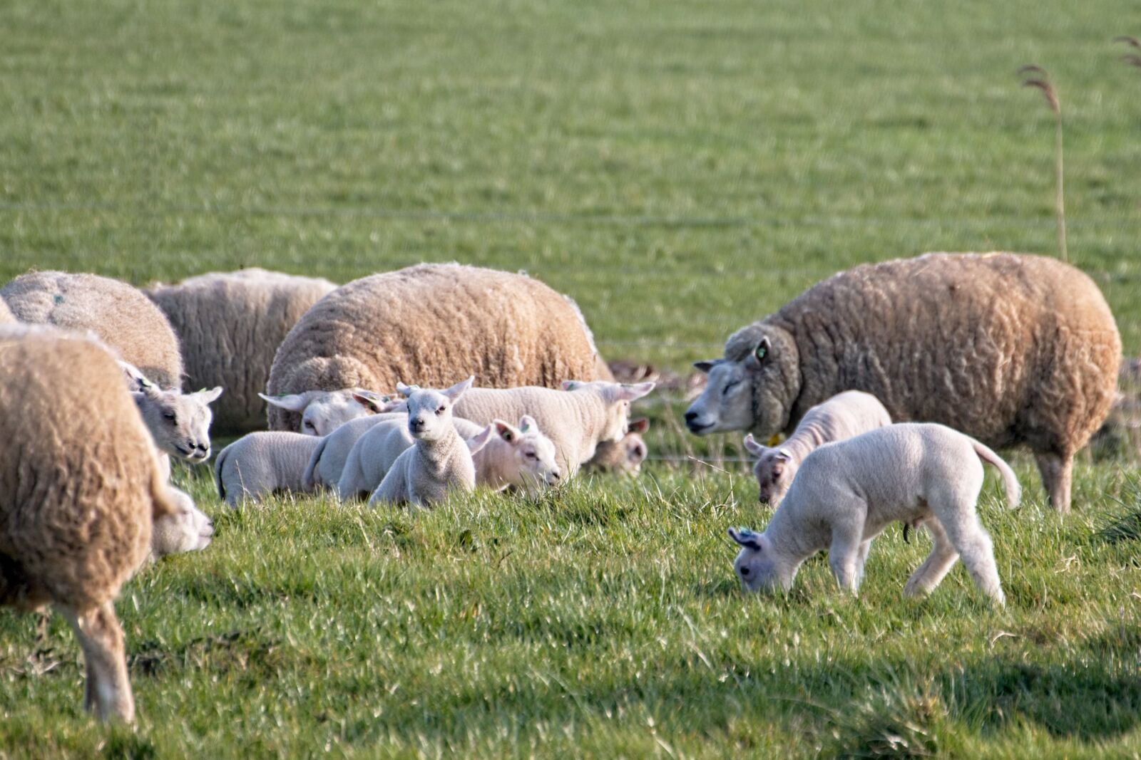 Canon EOS 70D sample photo. Sheep, lamb, lambs photography