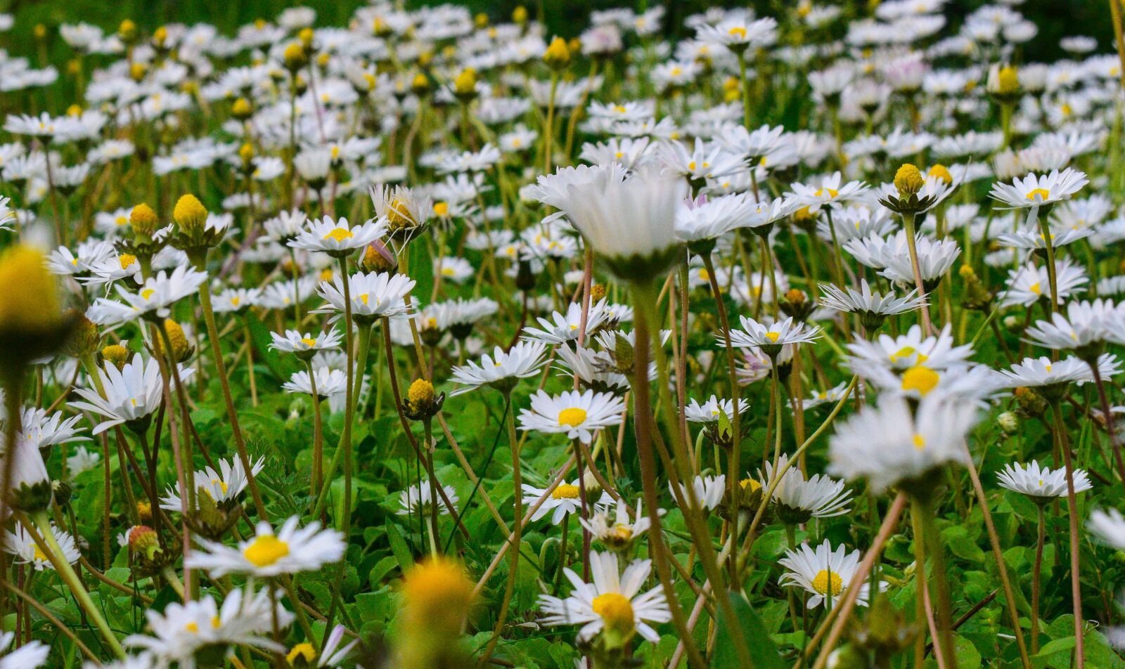 Nikon D3300 sample photo. Flower, daisy, field photography