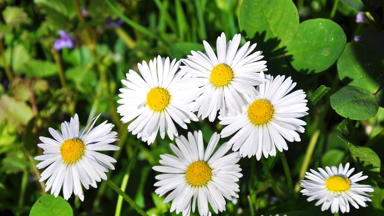 Nikon D90 sample photo. Spring, nature, daisy photography
