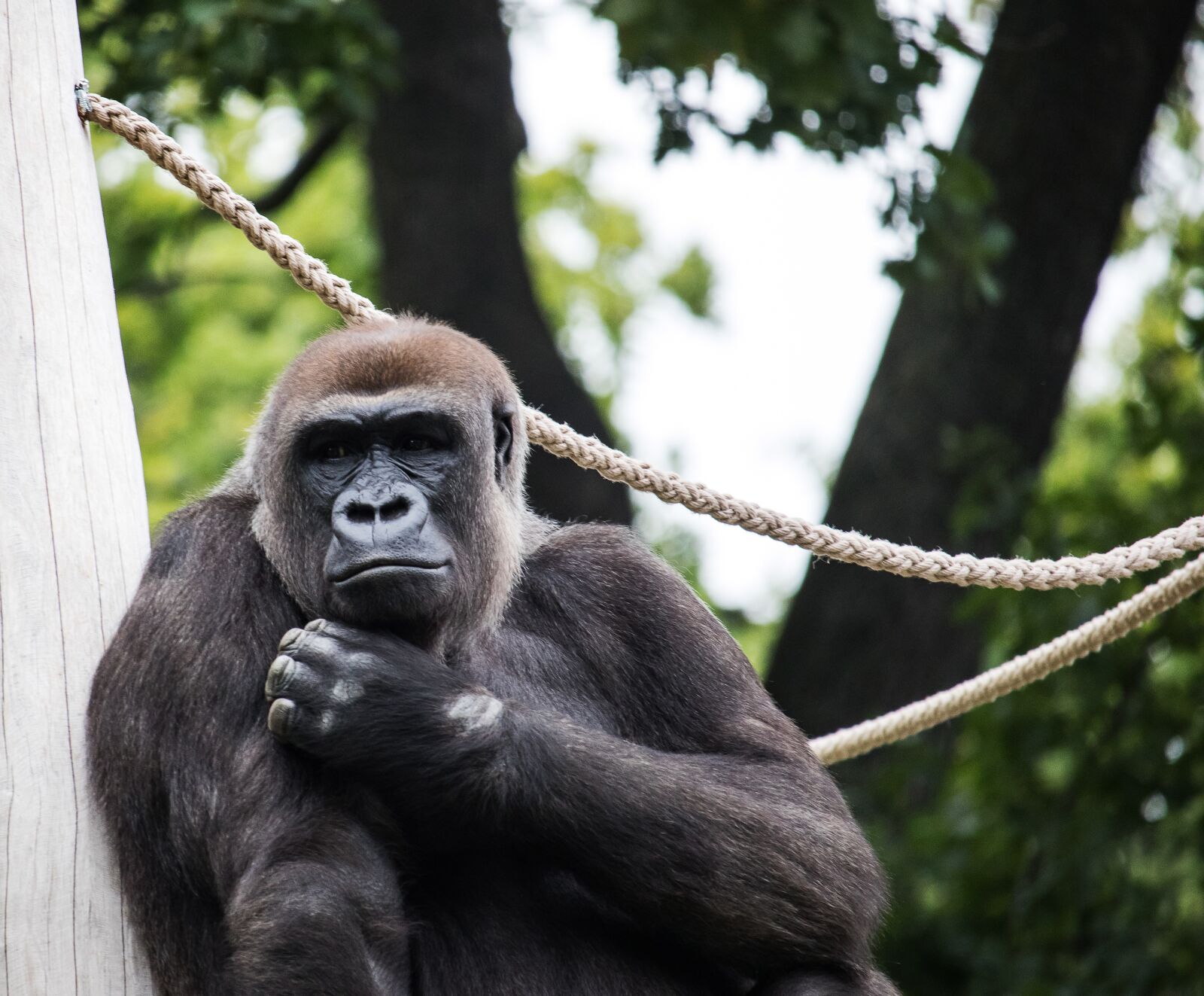 Canon EF-S 55-250mm F4-5.6 IS STM sample photo. Gorilla, mammal, animal photography