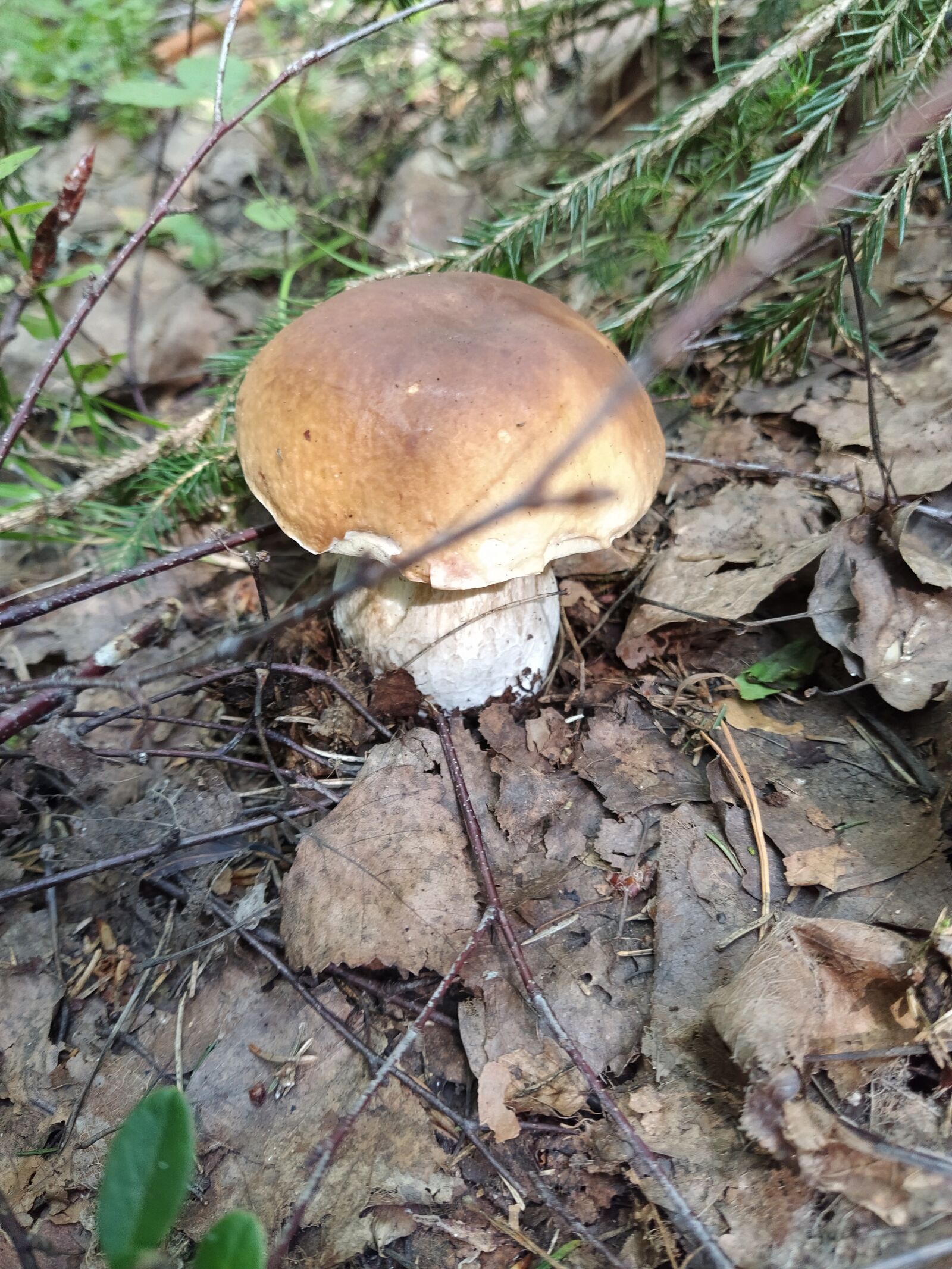 Xiaomi Mi A3 sample photo. Mushroom, forest, nature photography