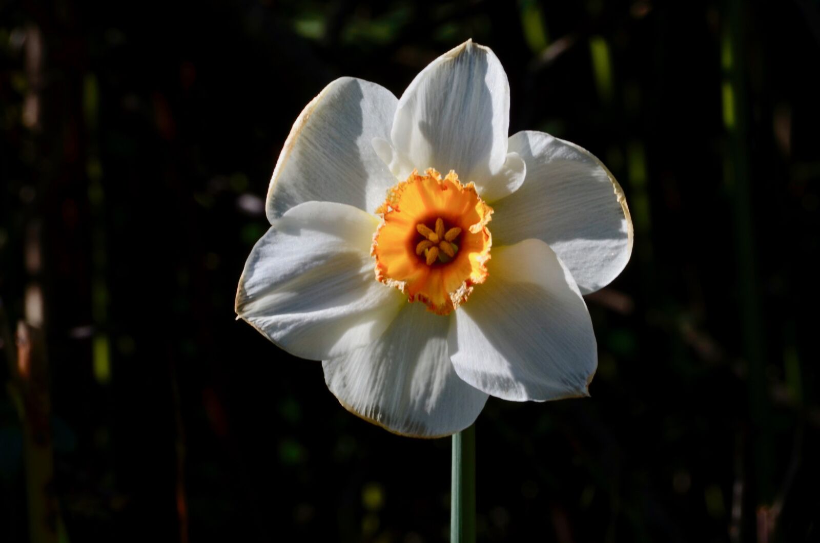 Nikon D5100 sample photo. Flower, blossom, bloom photography