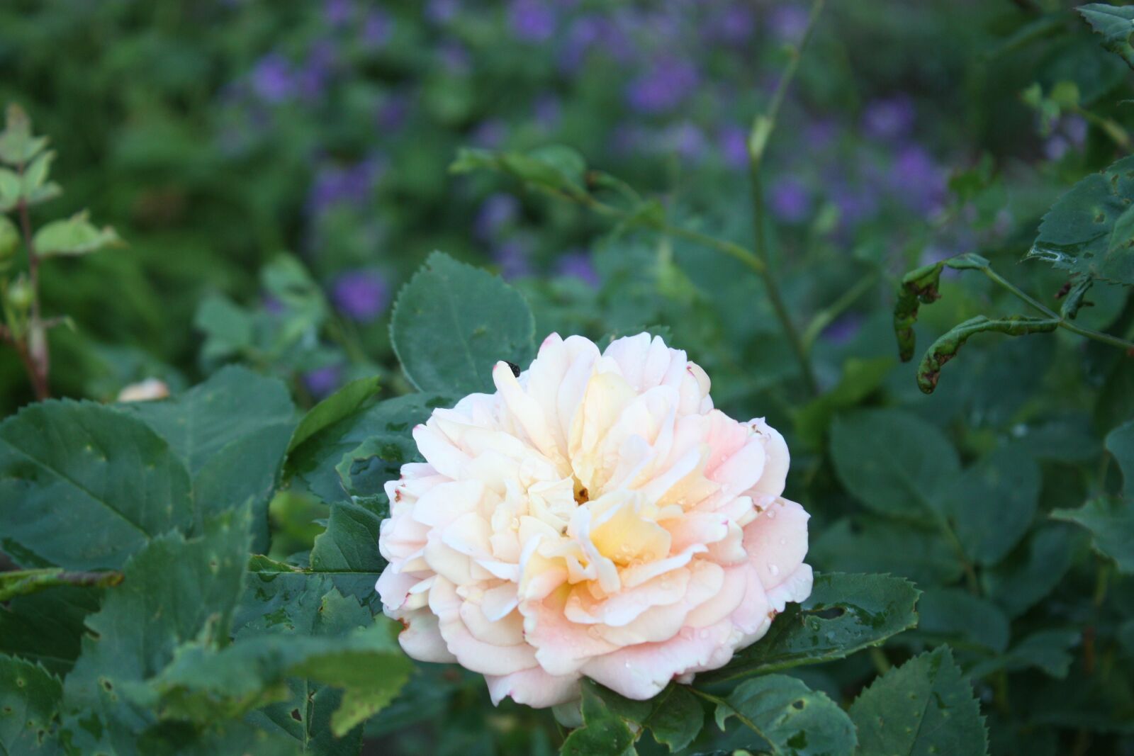 Canon EOS 450D (EOS Rebel XSi / EOS Kiss X2) sample photo. Rose, garden, flower photography