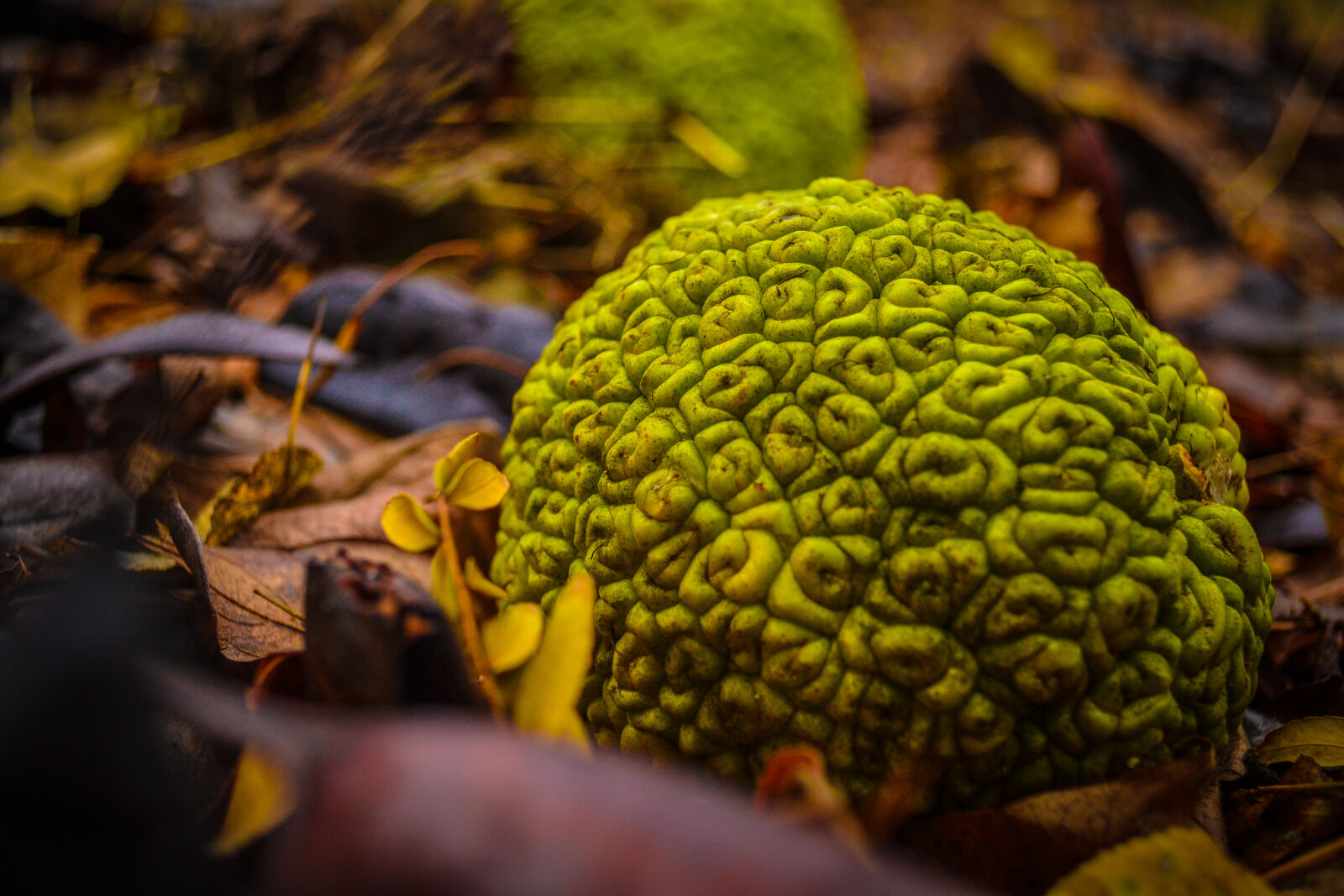 Nikon D3100 sample photo. Autumn, city, park, leaves photography