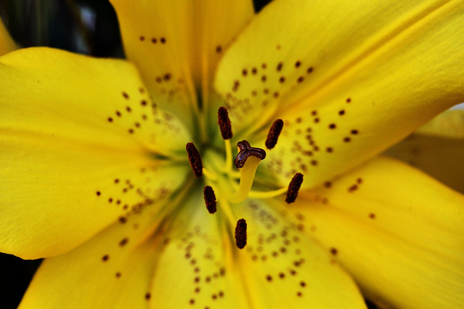 Nikon D3200 sample photo. Lilium, lilium yellow, yellow photography