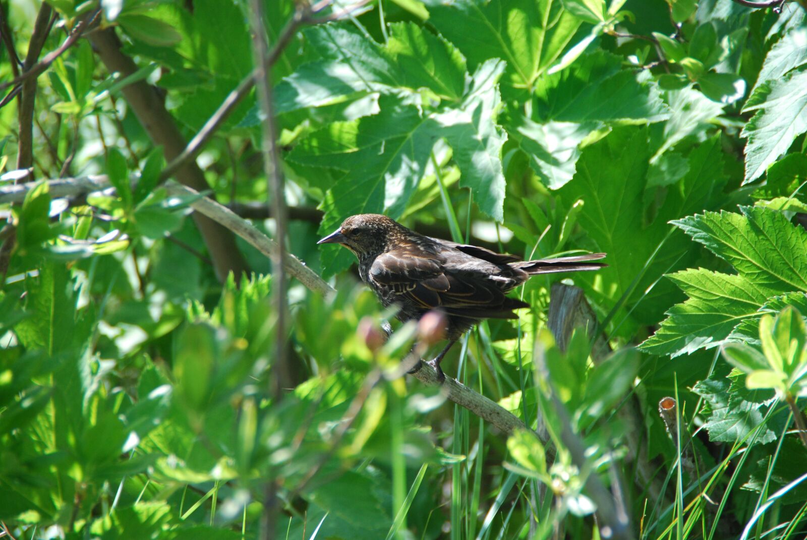 Nikon D60 sample photo. Bird, tree, leaves photography