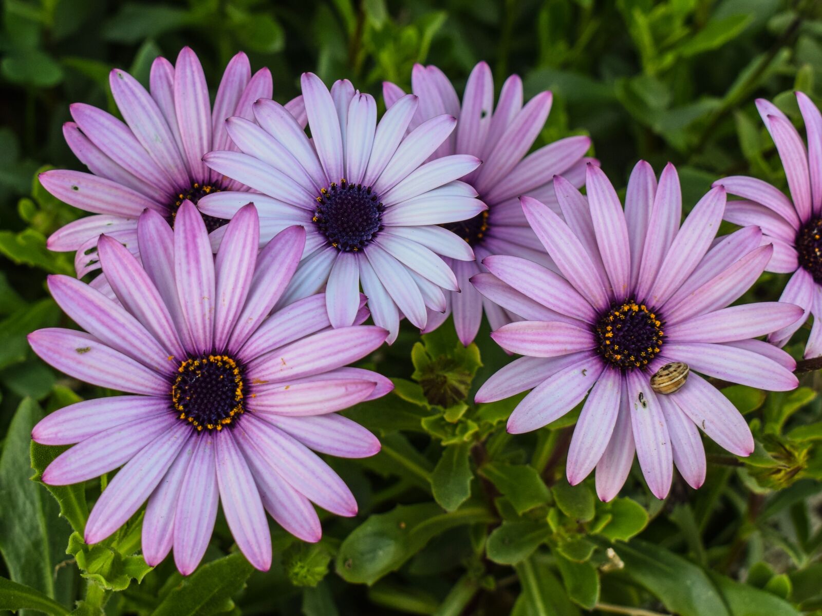 Nikon D3300 sample photo. African daisy, osteospermum, flower photography