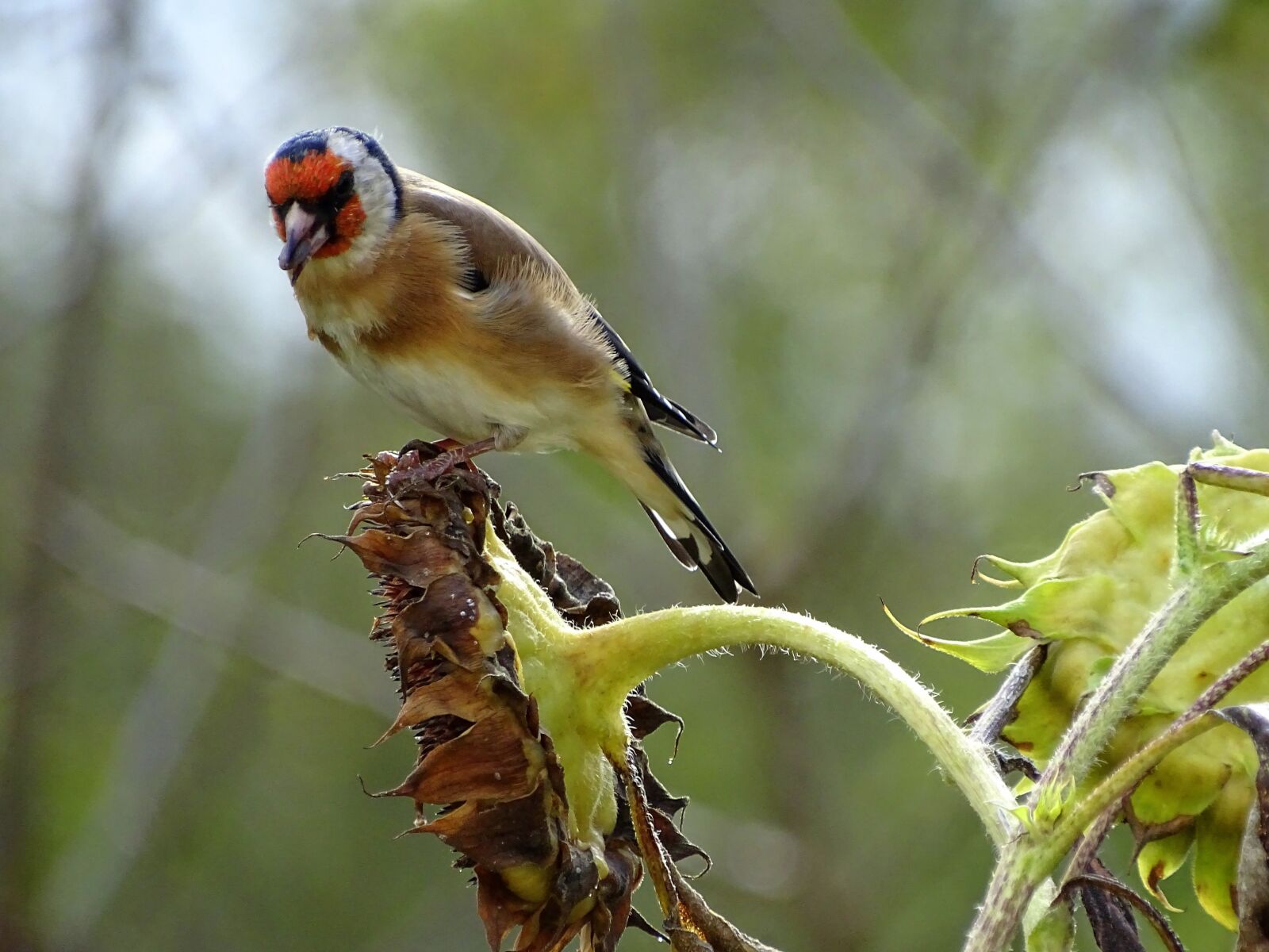 Sony Cyber-shot DSC-HX400V sample photo. Goldfinch, stieglitz, songbird photography