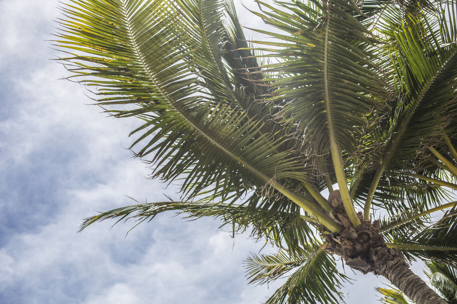 Canon EF 50mm F1.4 USM sample photo. Clouds, cloudy, skies, coconut photography
