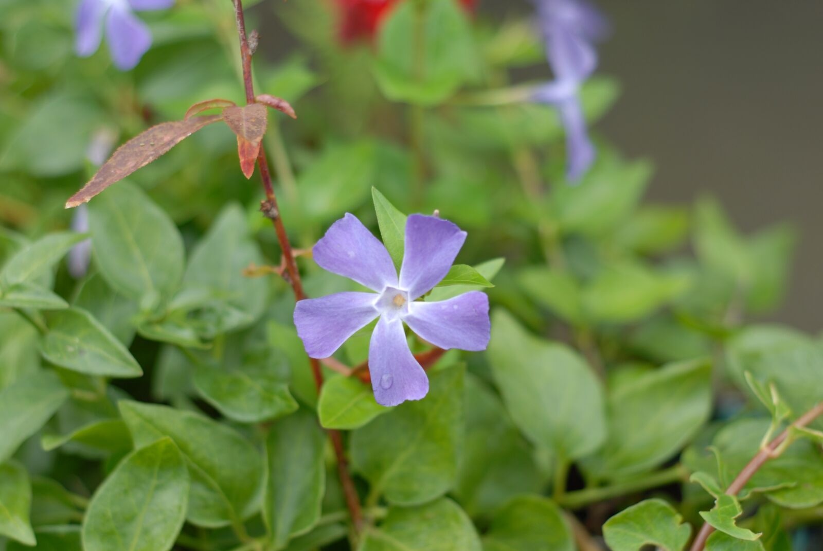Nikon D200 sample photo. Purple flower, flowers, spring photography