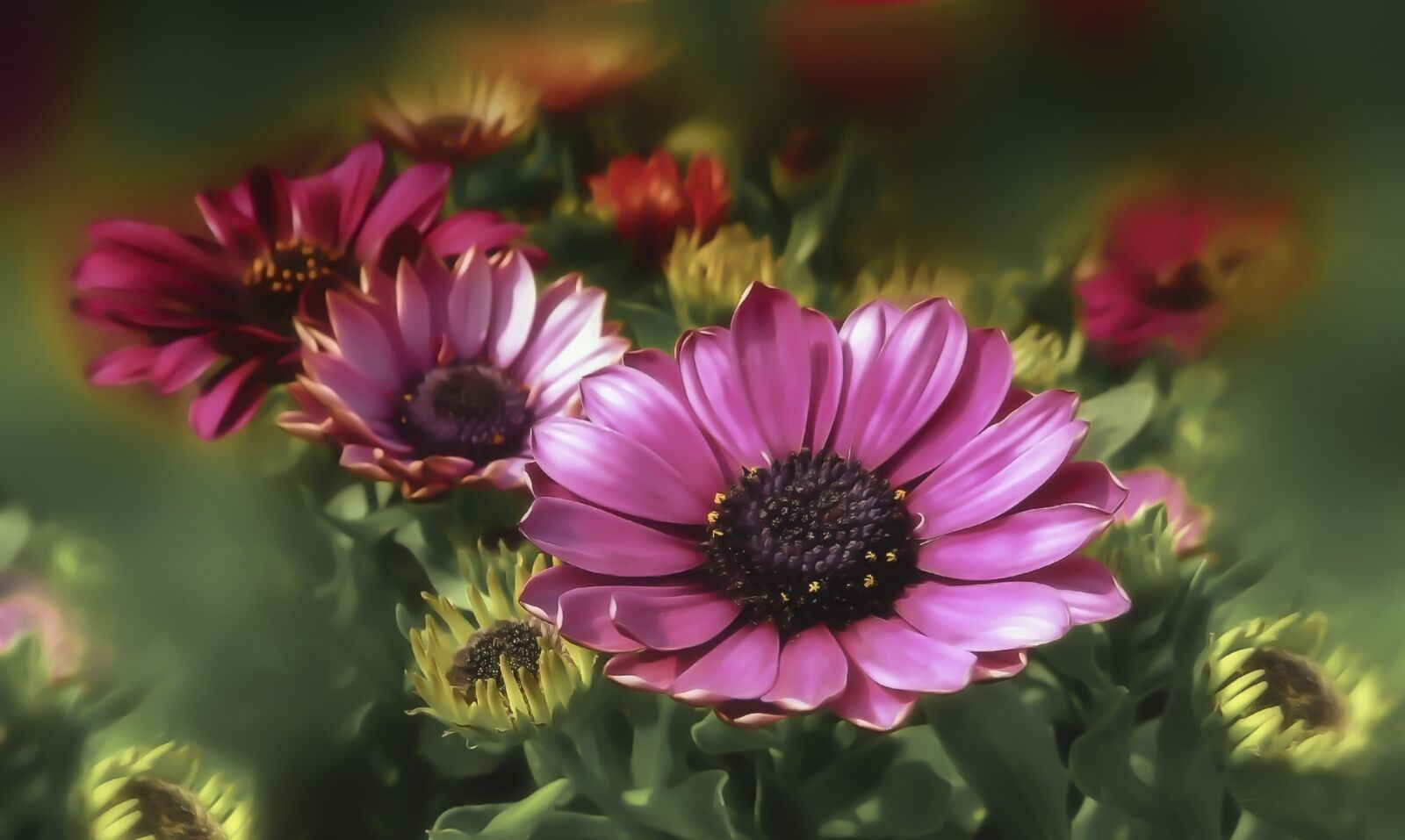 Sony DSC-HX50 sample photo. Flower, flowers, nature photography