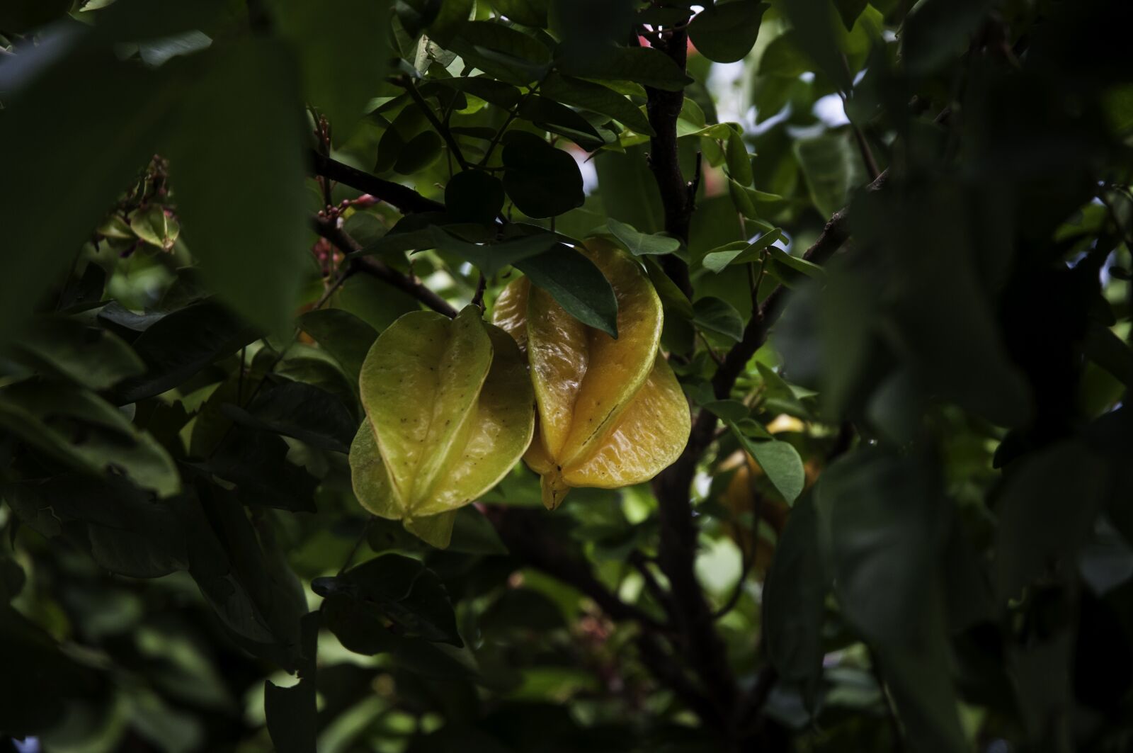 Nikon D90 sample photo. Carom, fruit, nature photography
