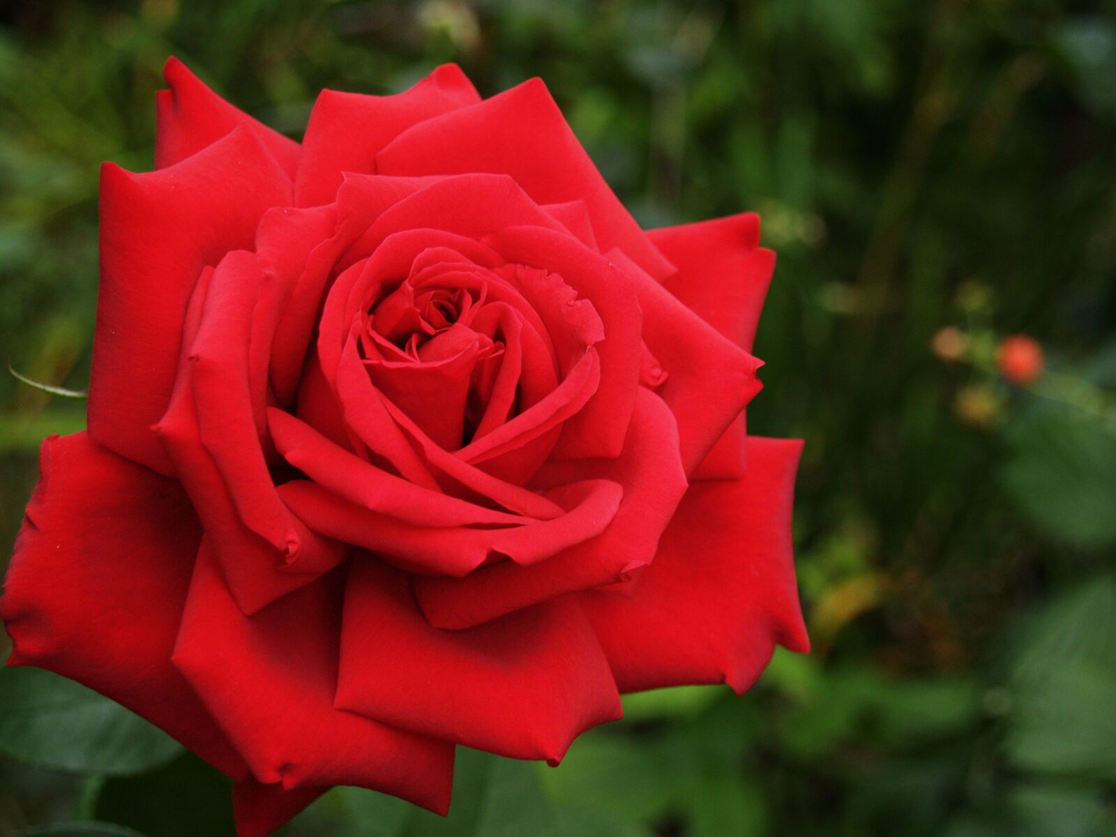 Olympus E-300 (EVOLT E-300) sample photo. Flower, rose, red rose photography