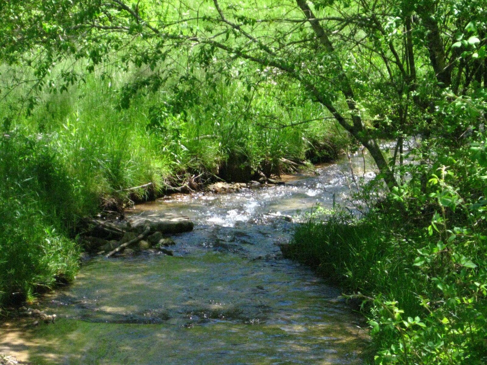 Canon PowerShot SD1100 IS (Digital IXUS 80 IS / IXY Digital 20 IS) sample photo. Creek, stream, flowing photography