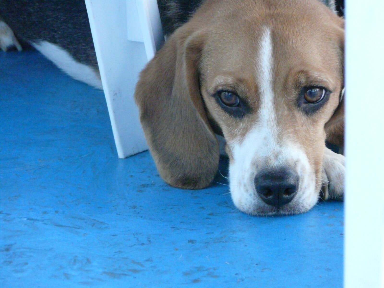 Panasonic DMC-FZ18 sample photo. Beagle, dog, puppy photography