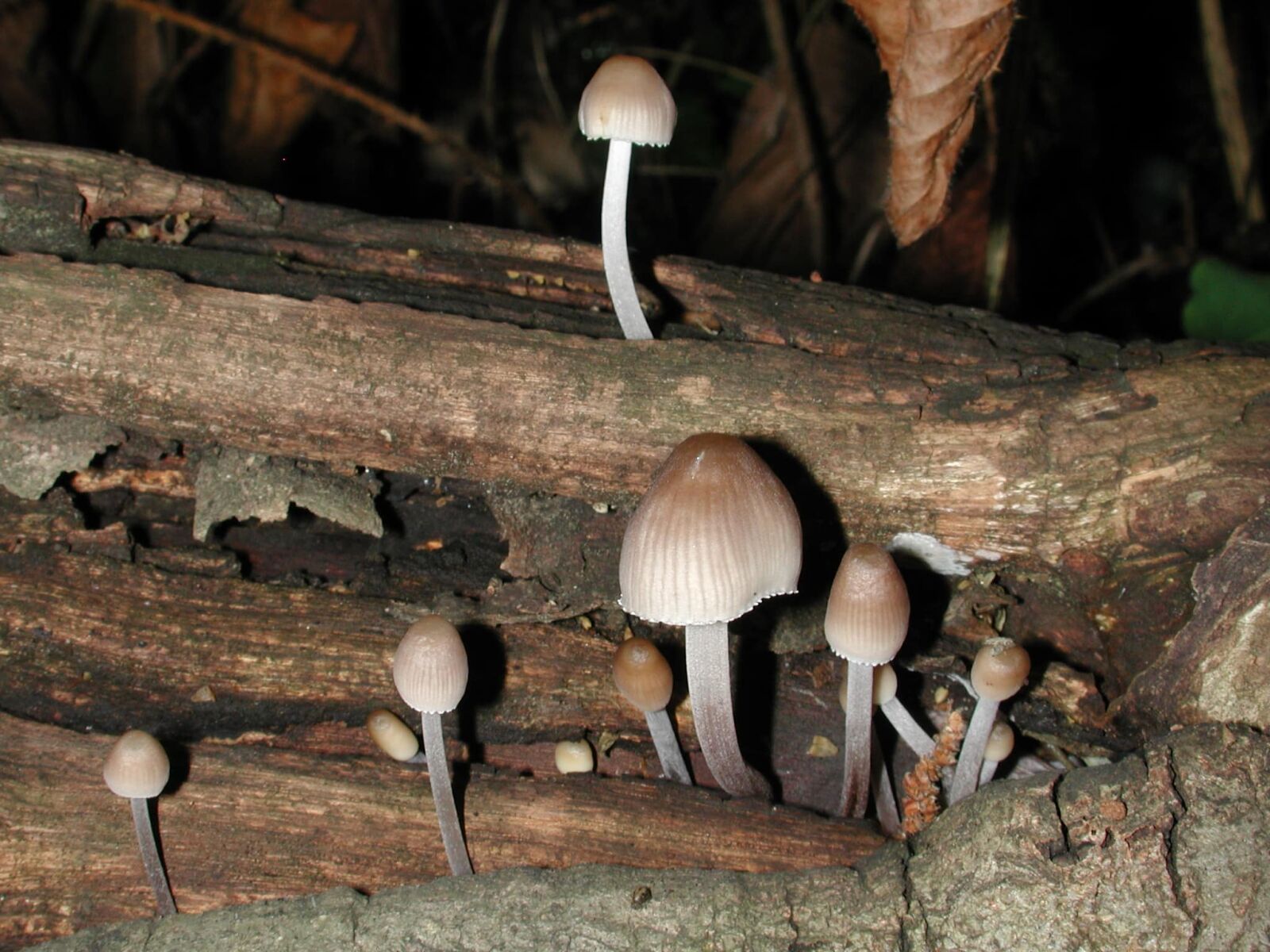 Nikon E990 sample photo. Fungus, poison mushroom, wood photography
