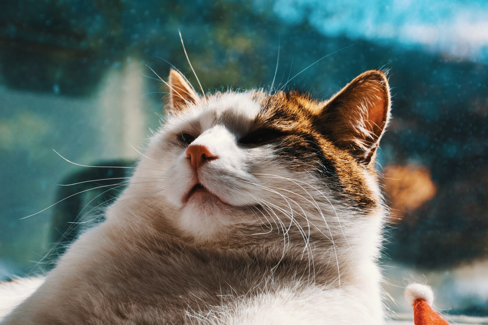 Nikon D5600 sample photo. Cat, sweet, pet photography