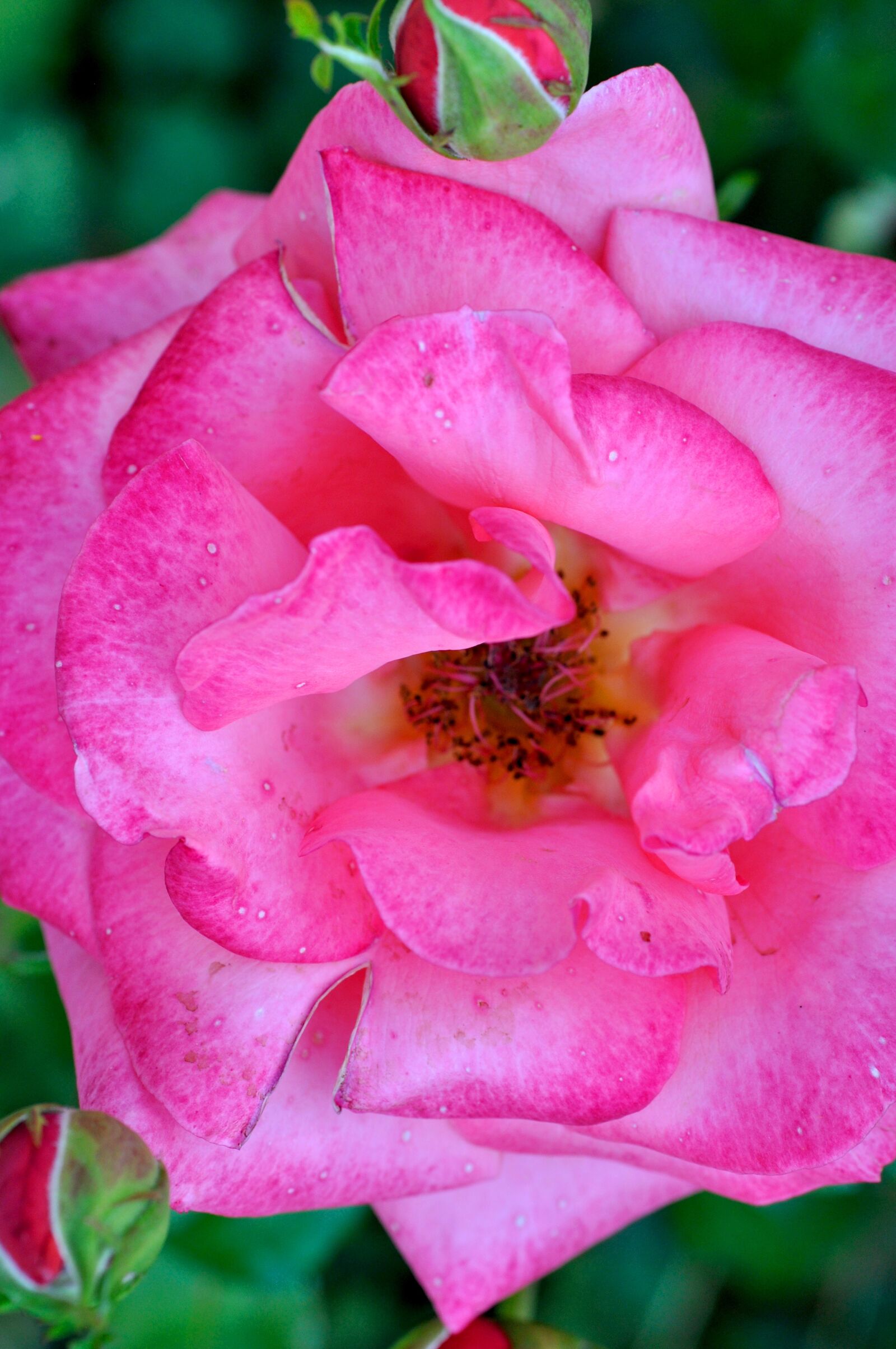 Nikon D90 sample photo. Pink, rose, blossom photography