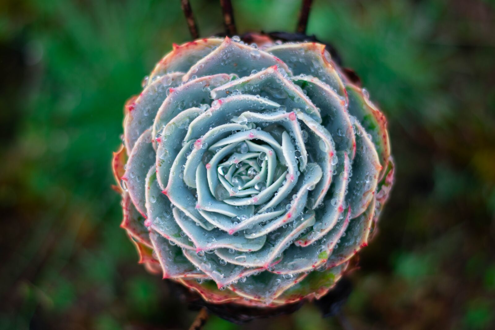Nikon D3400 sample photo. Cactus, succulents, flora photography