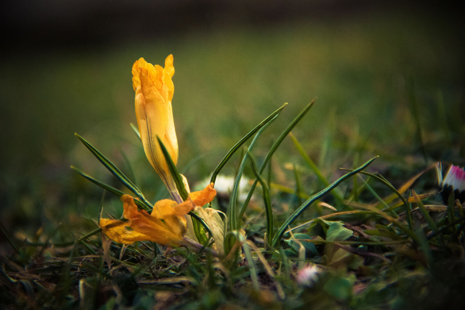 Canon EOS 600D (Rebel EOS T3i / EOS Kiss X5) sample photo. Flowers, grass, green, nature photography