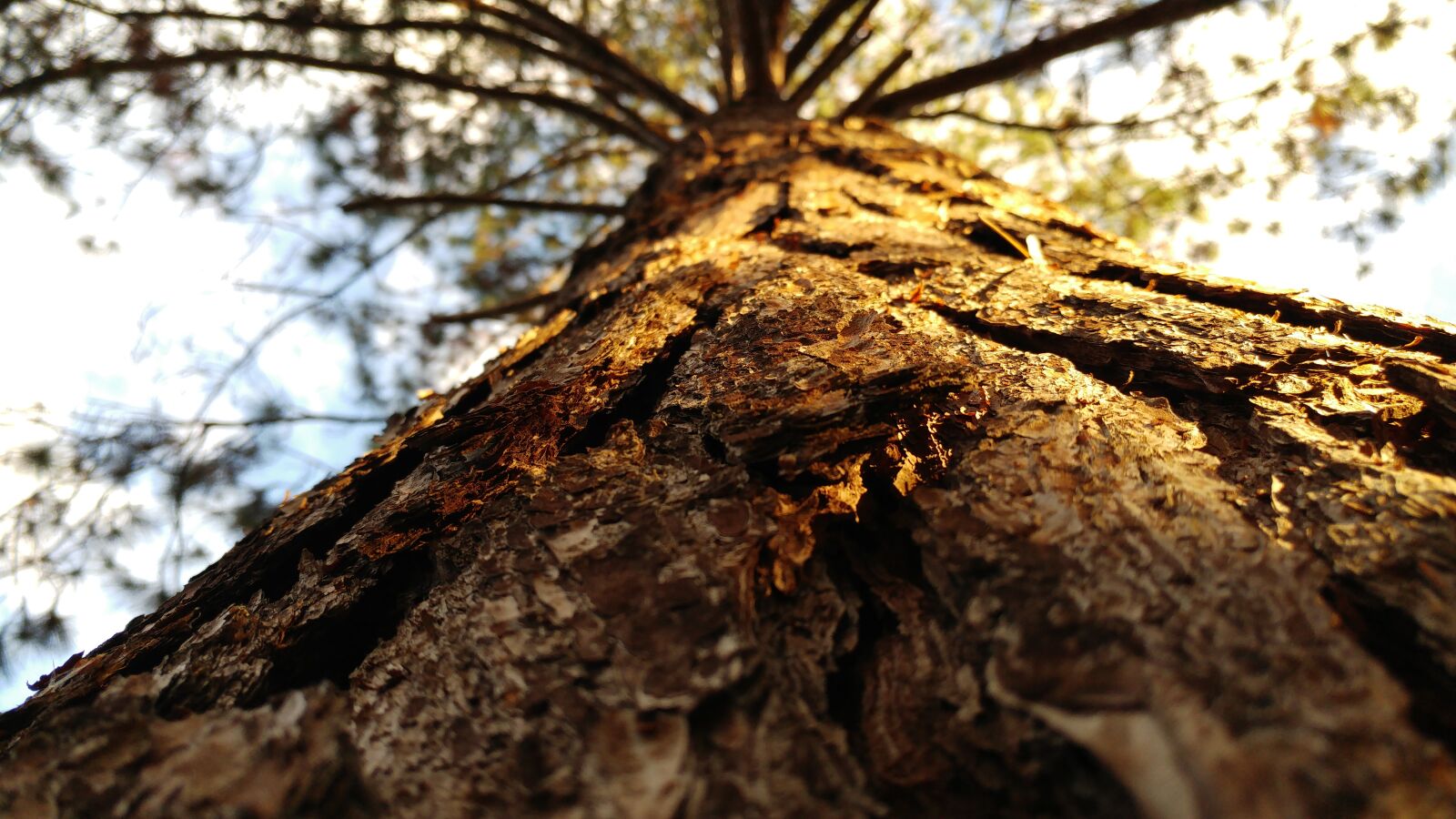 LG G5 sample photo. Nature, tree, wood photography