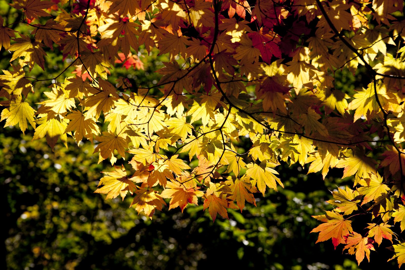 Canon EOS 5D sample photo. Autumn, autumn leaves, dobong photography