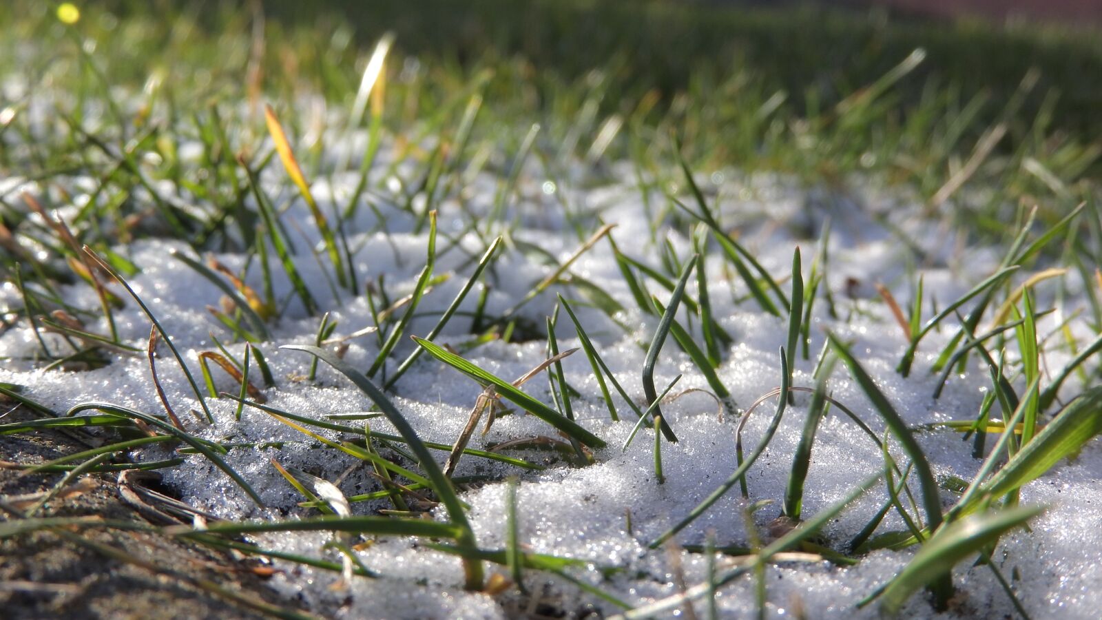 Nikon Coolpix P610 sample photo. Snow in the grass photography