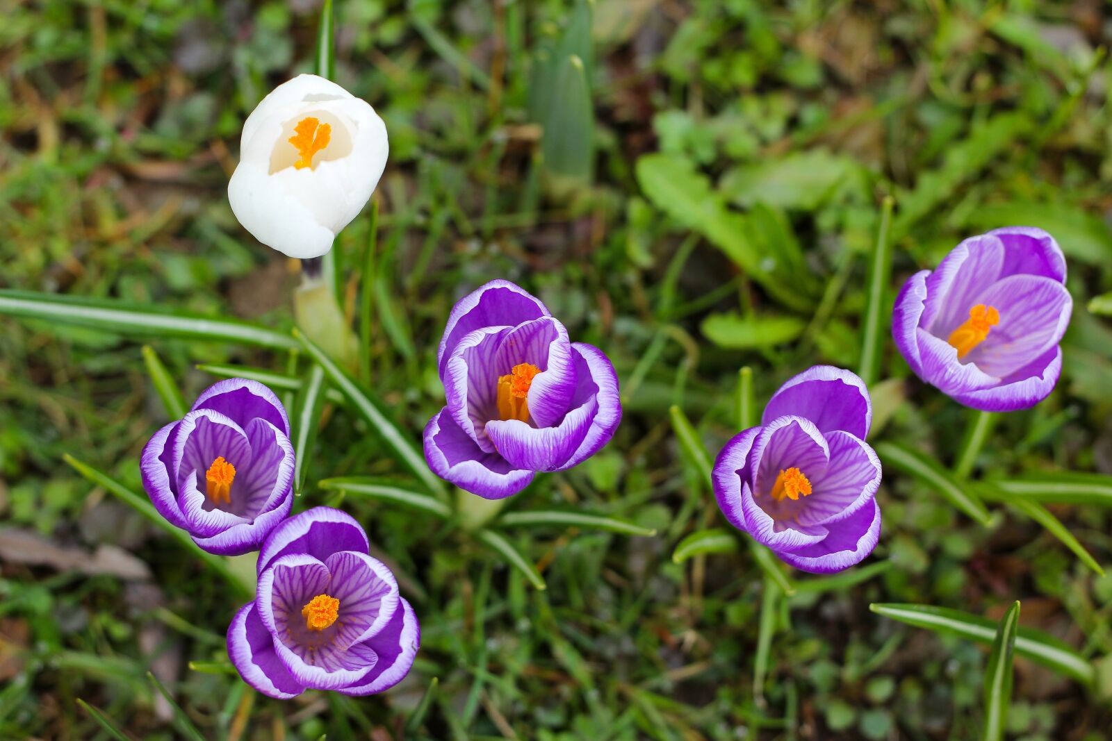 Canon EOS 60D + Canon EF 50mm F1.8 II sample photo. Nature, flower, plant photography
