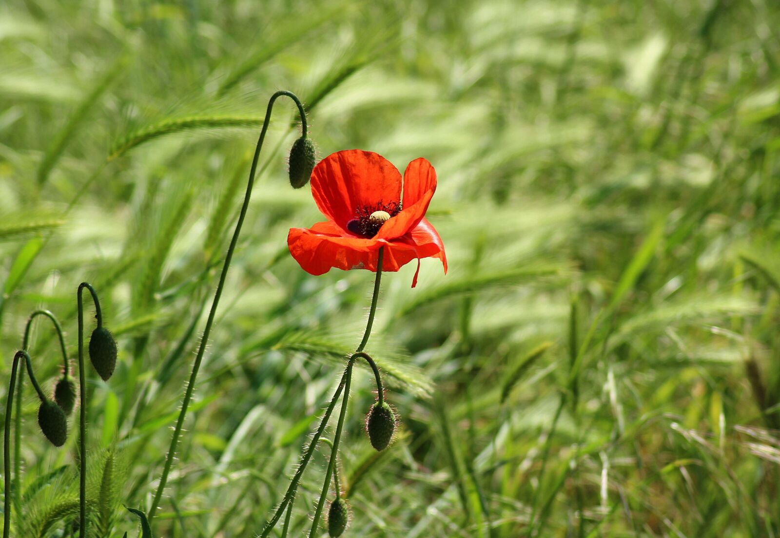 Canon EOS 1200D (EOS Rebel T5 / EOS Kiss X70 / EOS Hi) sample photo. Poppy, wildflowers, poppy field photography