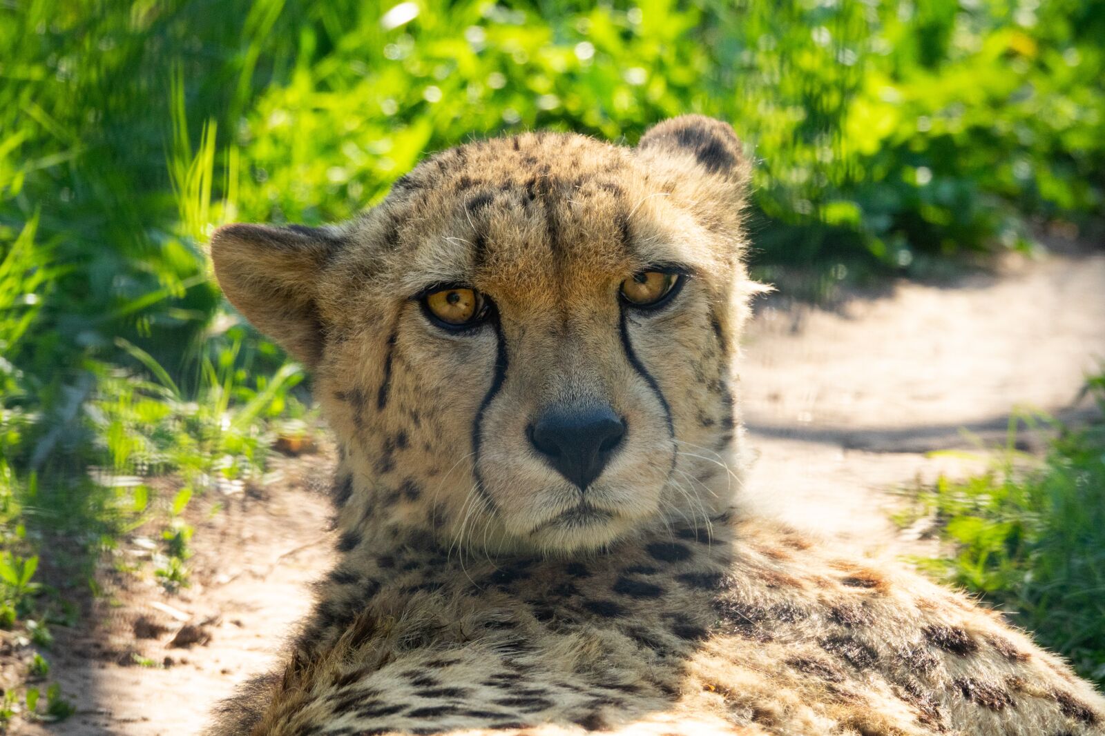 Sony Cyber-shot DSC-RX10 III sample photo. Cheetah, predator, big cat photography