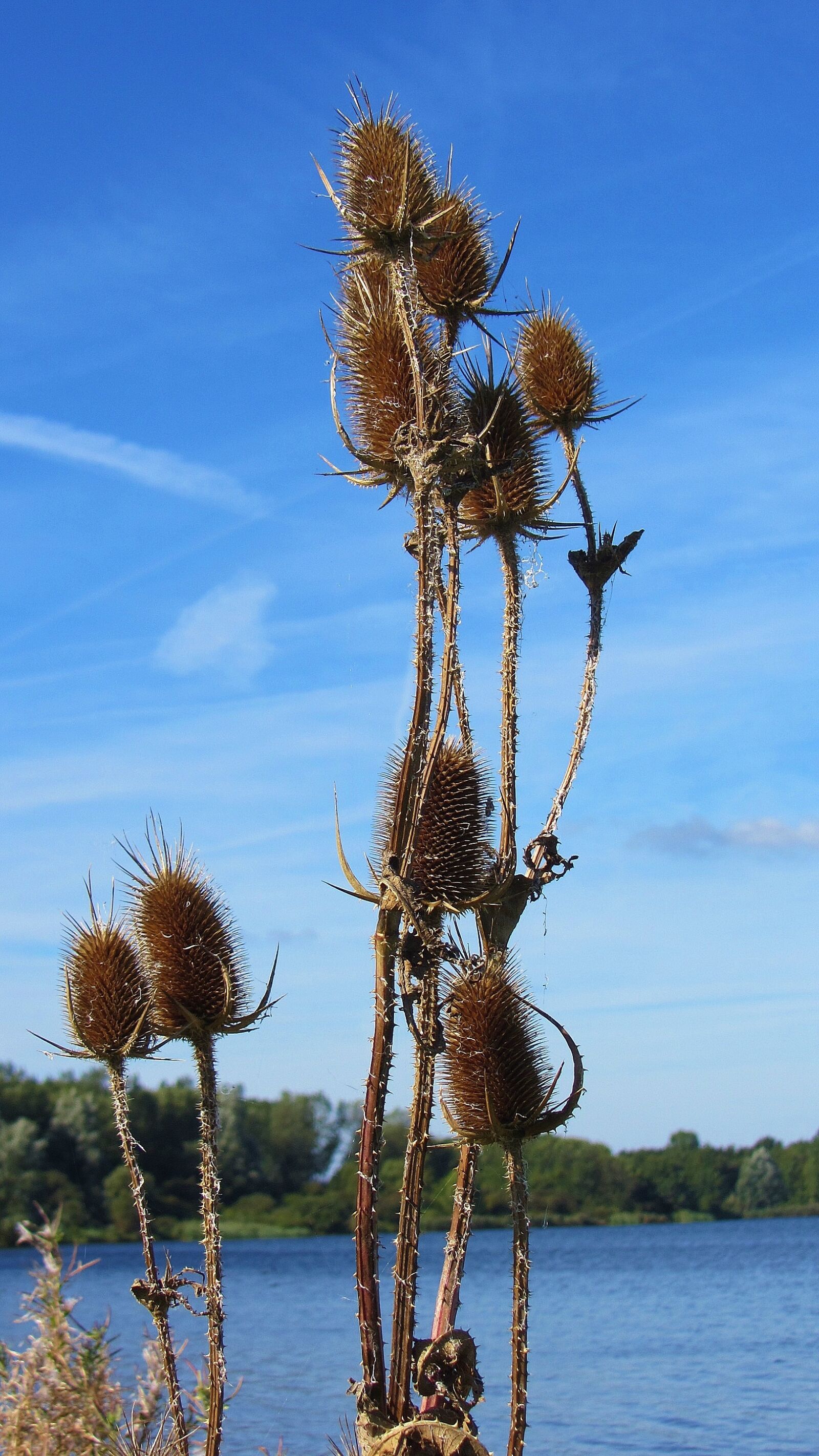 Canon PowerShot SX220 HS sample photo. Reed, blue sky, water photography