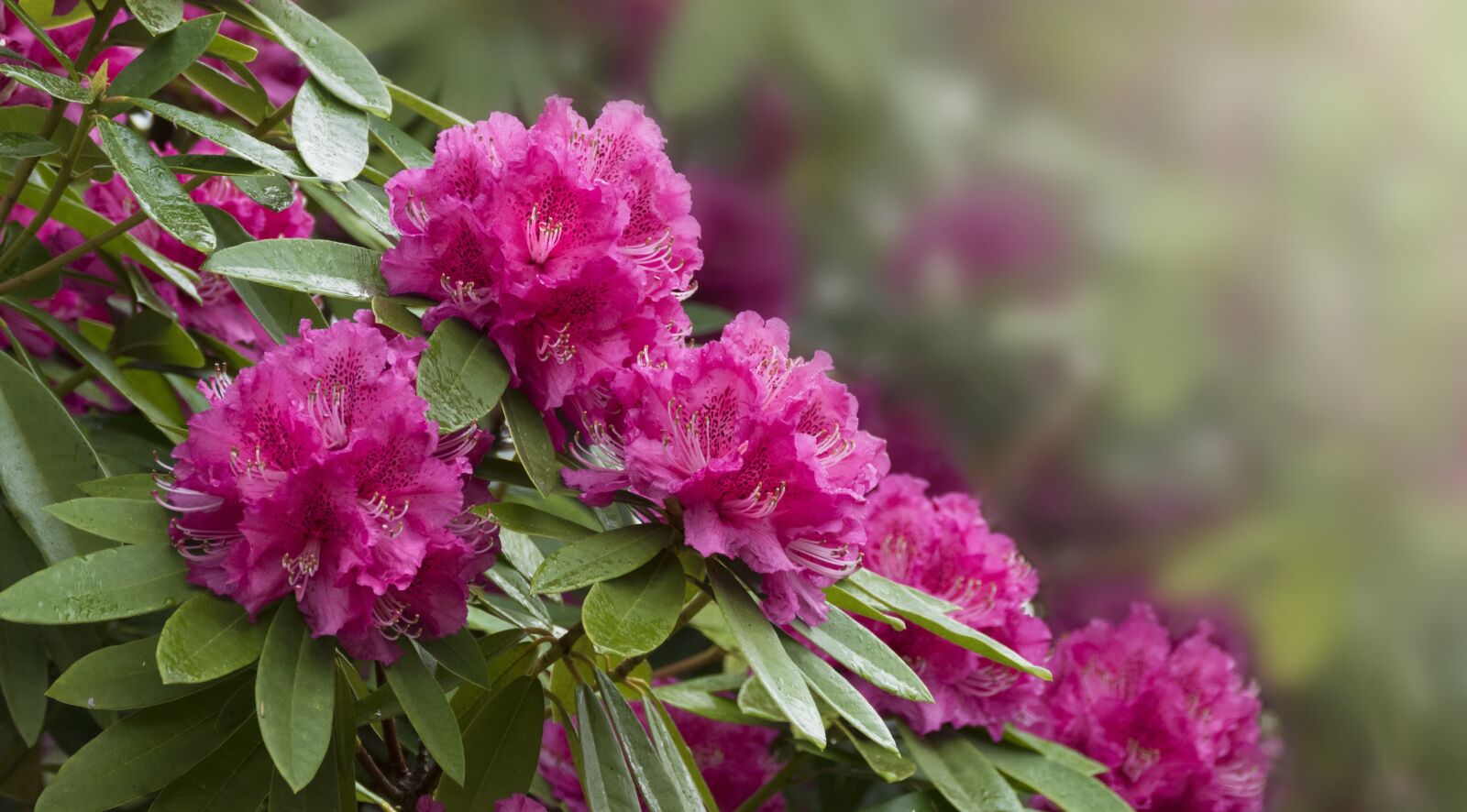 Panasonic Lumix DMC-FZ1000 sample photo. Rhododendron, flowers, pink flowers photography