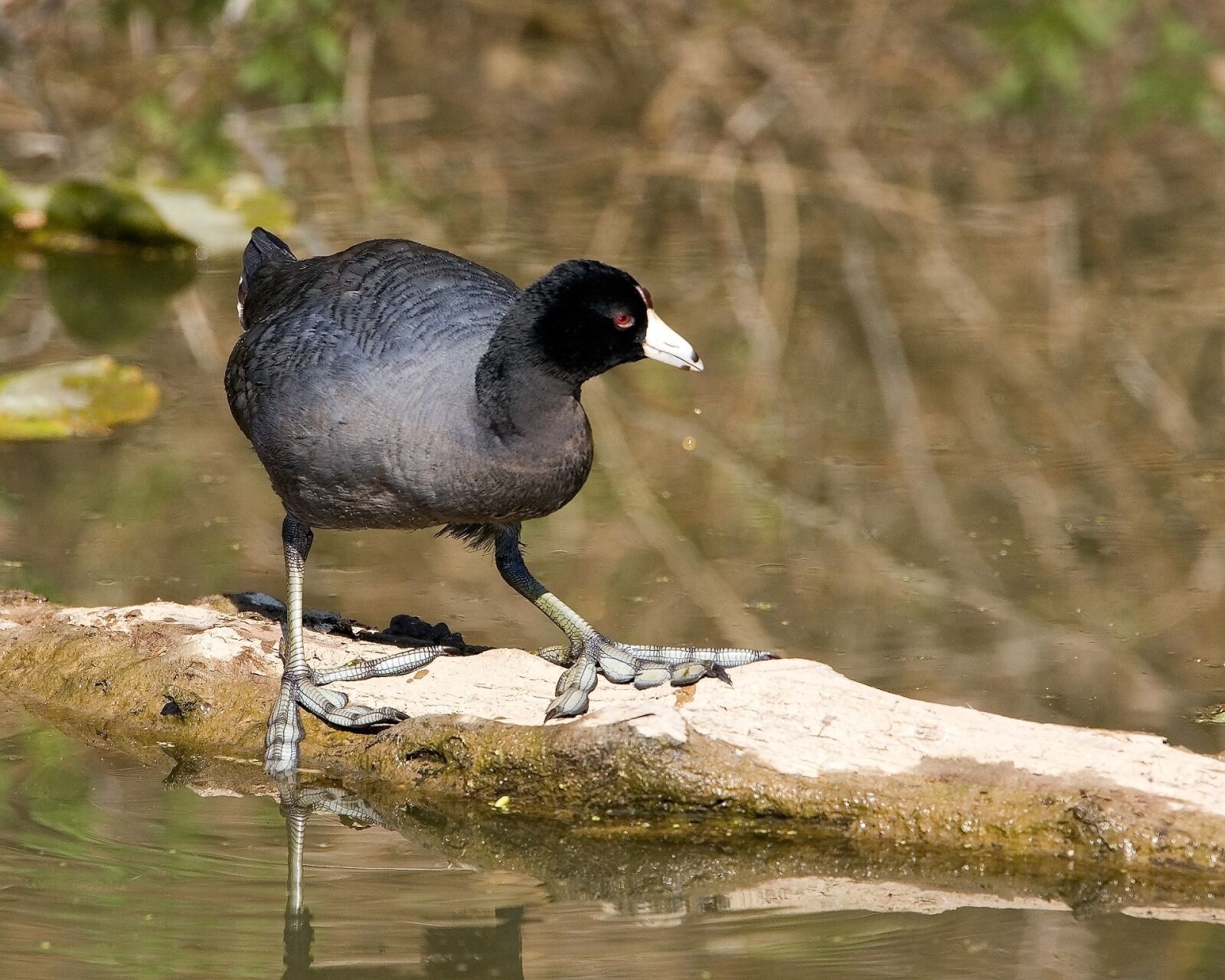 Canon EOS-1D Mark II sample photo. American coot, bird, wildlife photography
