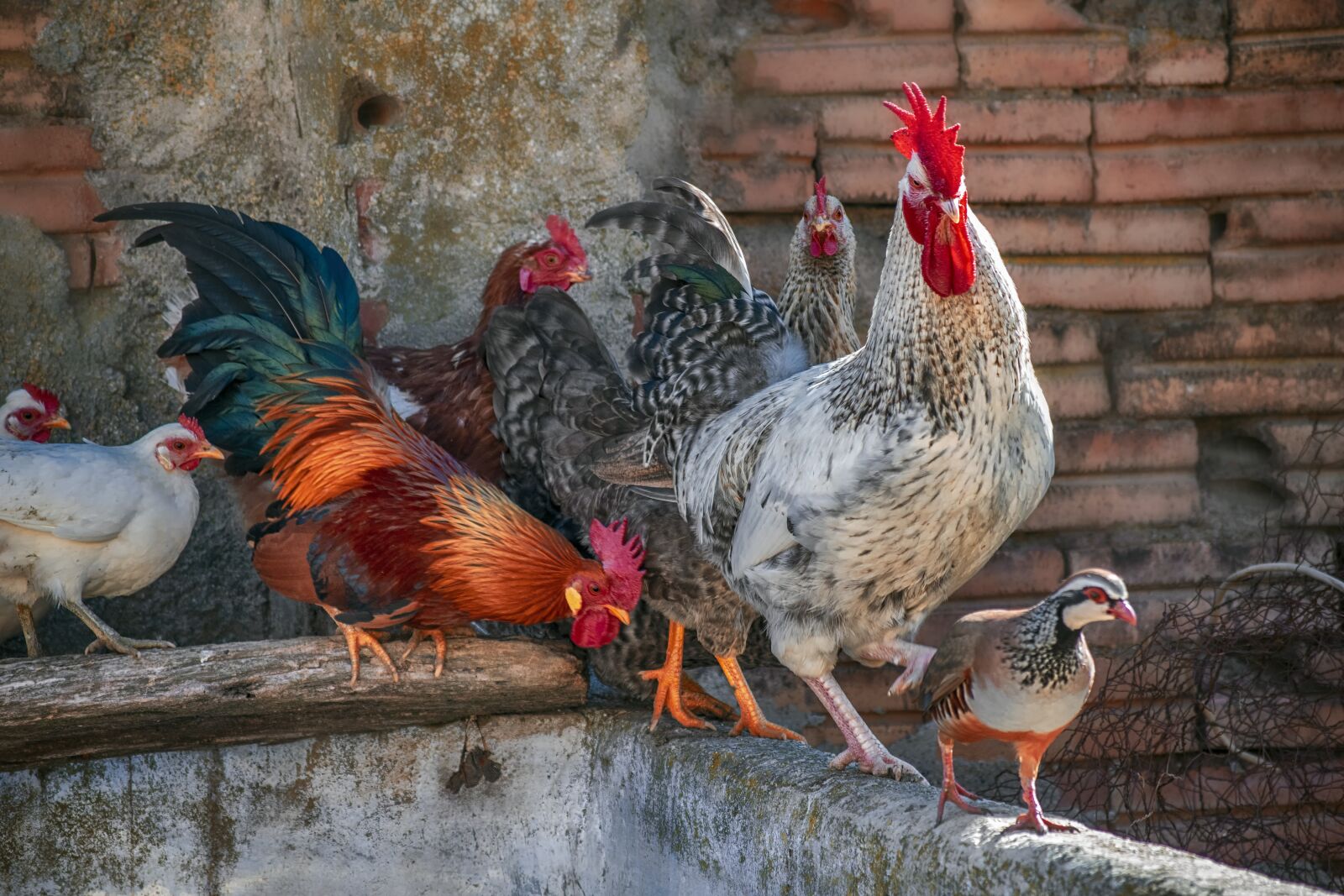 Nikon D3300 sample photo. Poultry, gallo, hen photography
