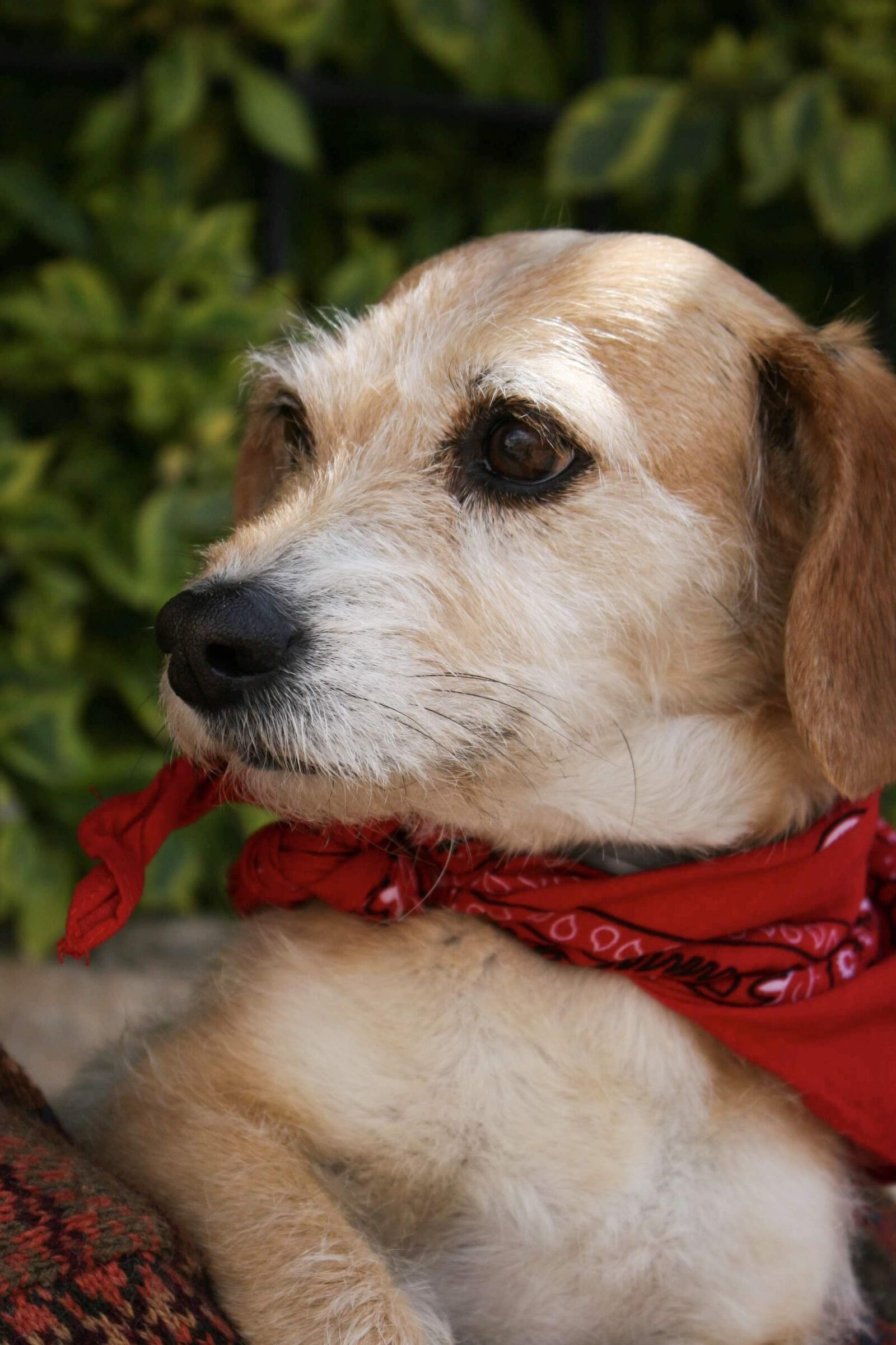 Canon EOS 20D sample photo. Dog, pup, puppy photography