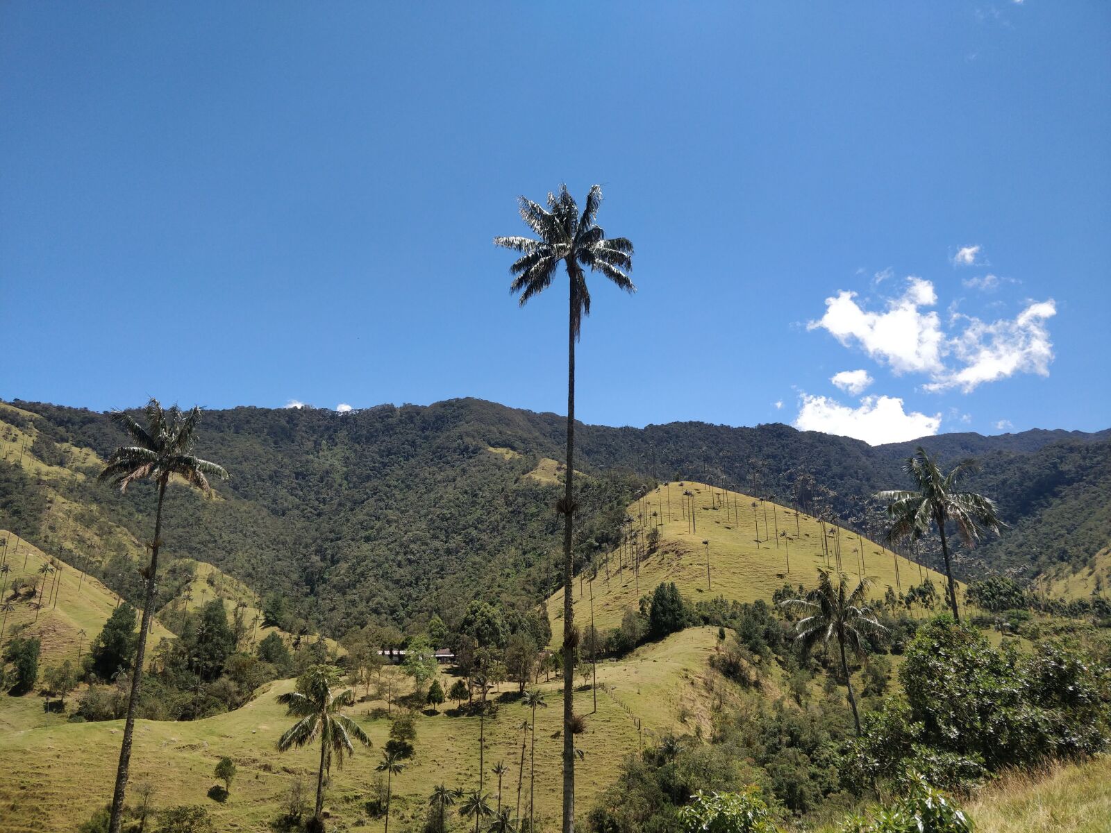 OnePlus 5 sample photo. Sky, palm, cocora photography